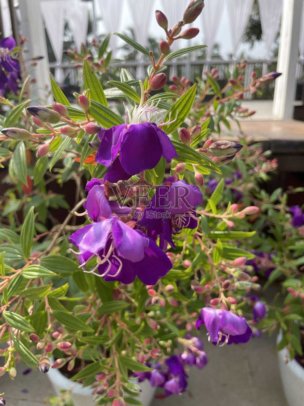 Tibouchina urvilleana花的背景照片摄影图片
