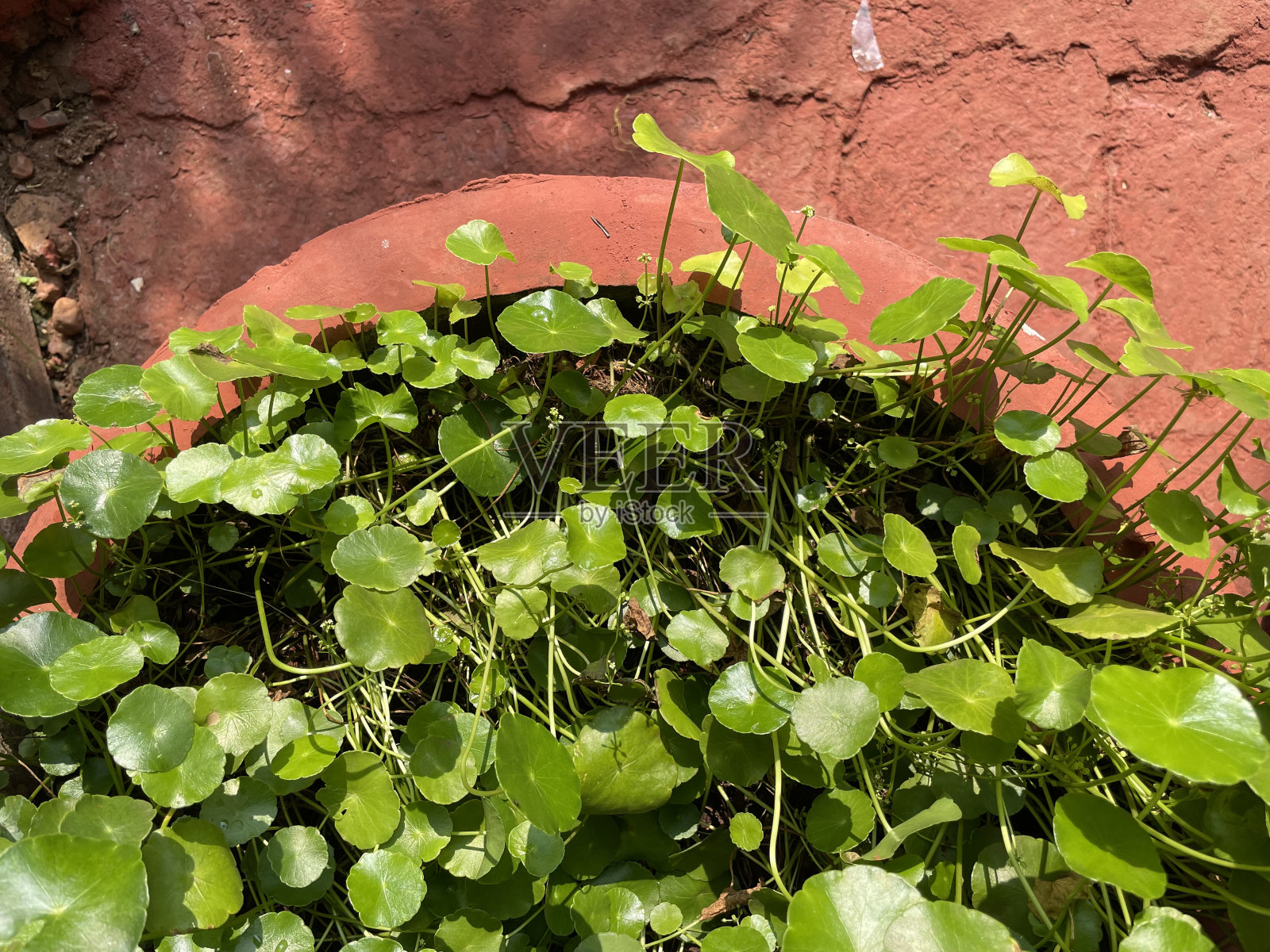用于装饰的植物叶片照片摄影图片