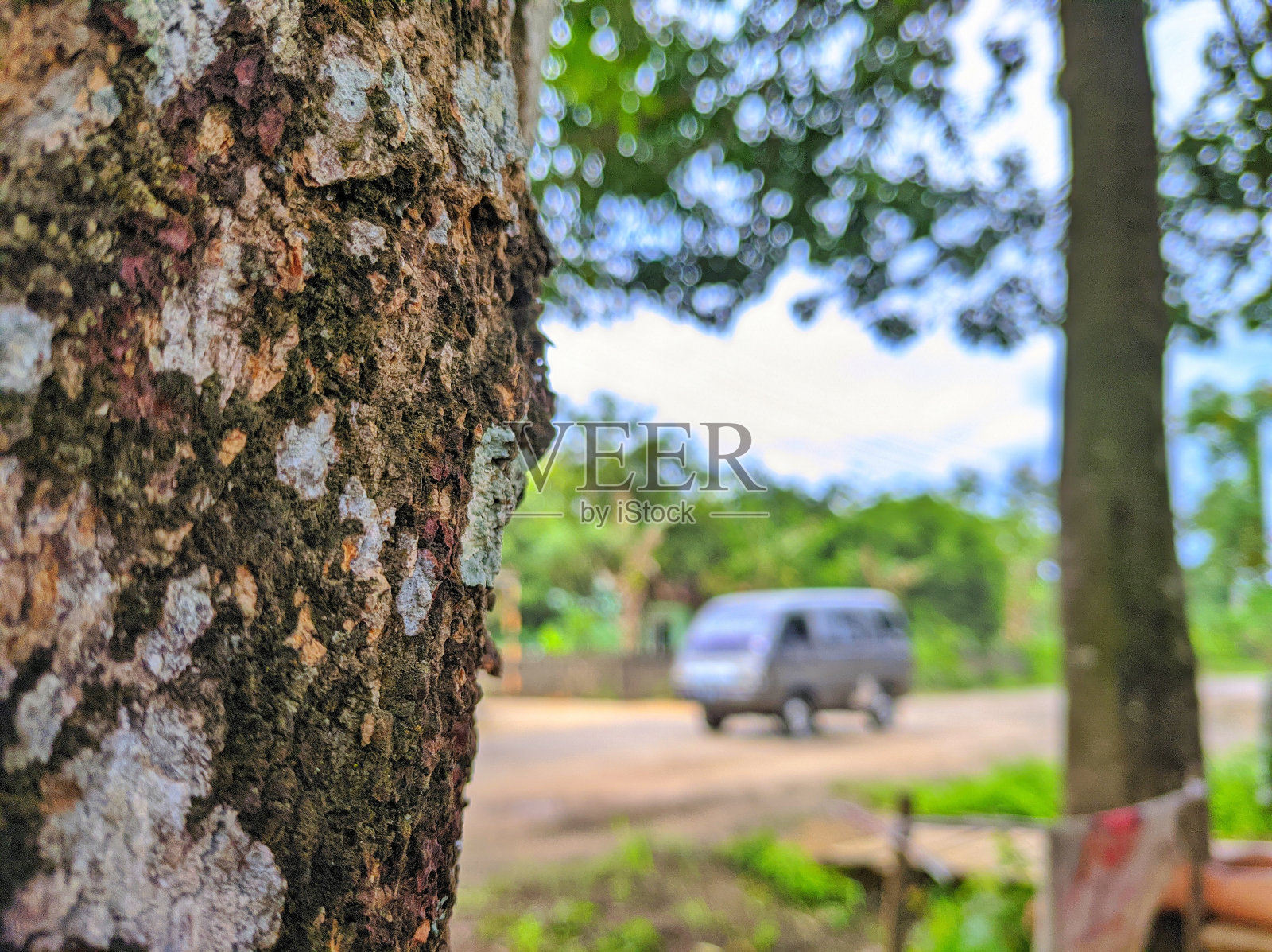 树结构背景与汽车照片摄影图片