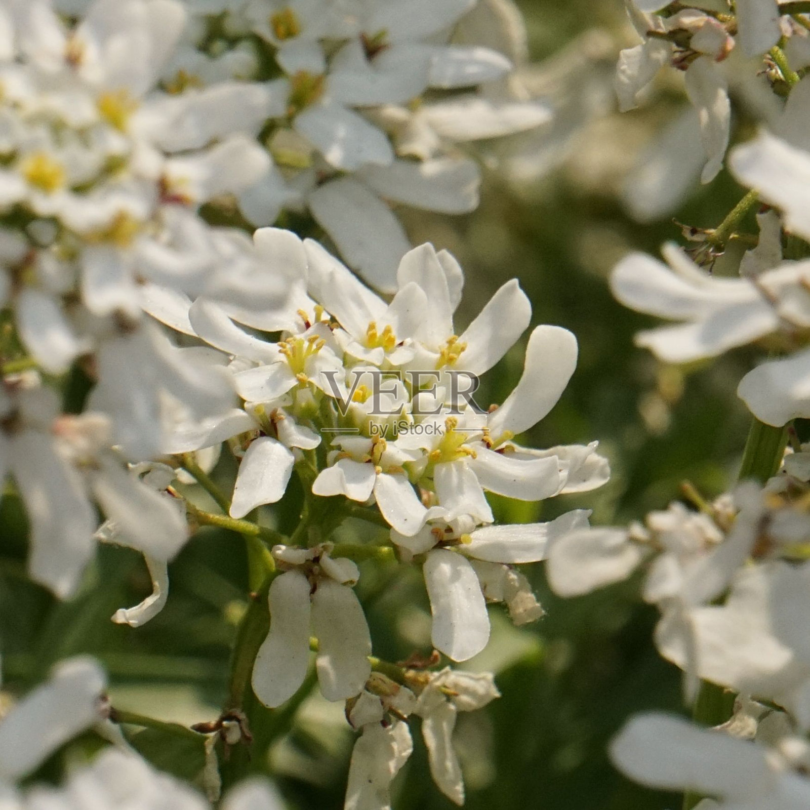 屈曲花盛开照片摄影图片