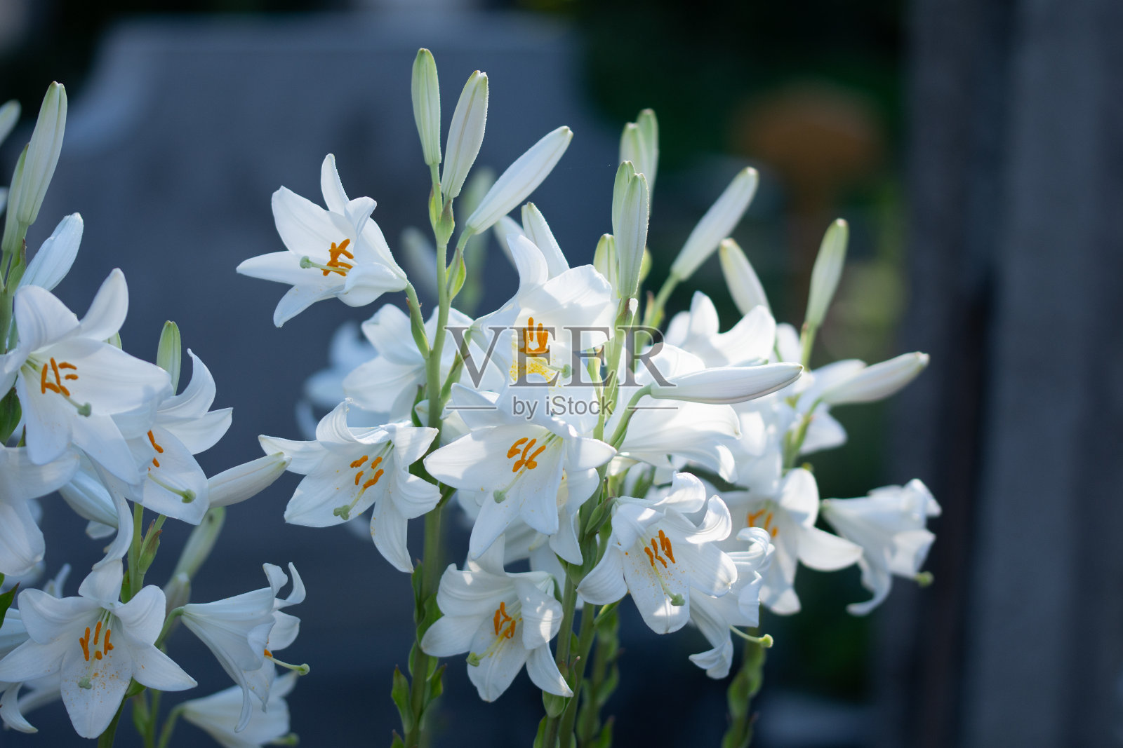 白色的百合花，照片摄影图片