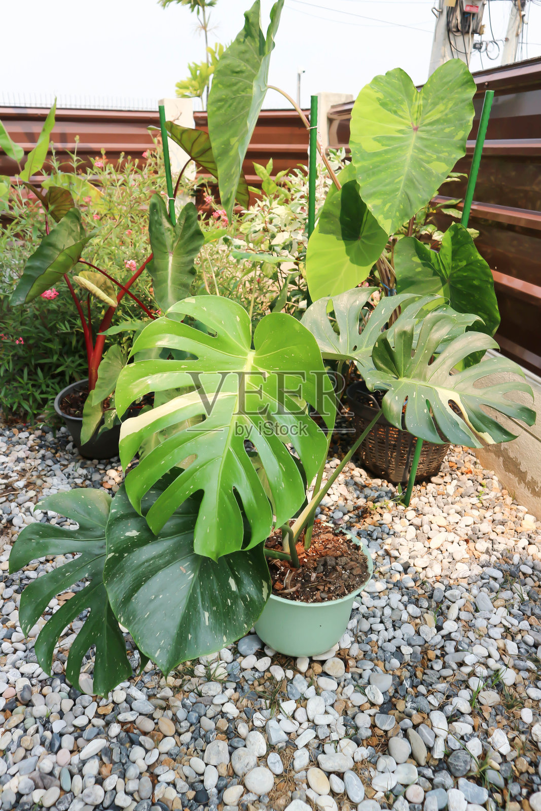 泰国星点龟背竹或龟背竹、飓风植物或瑞士奶酪或双色照片摄影图片