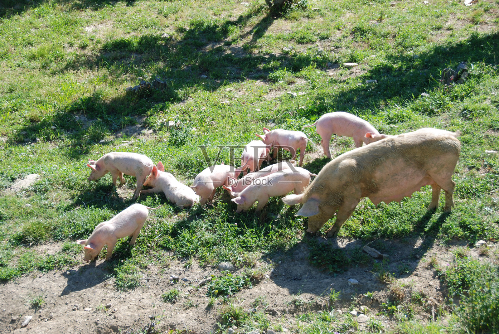一些小猪在寻找食物照片摄影图片