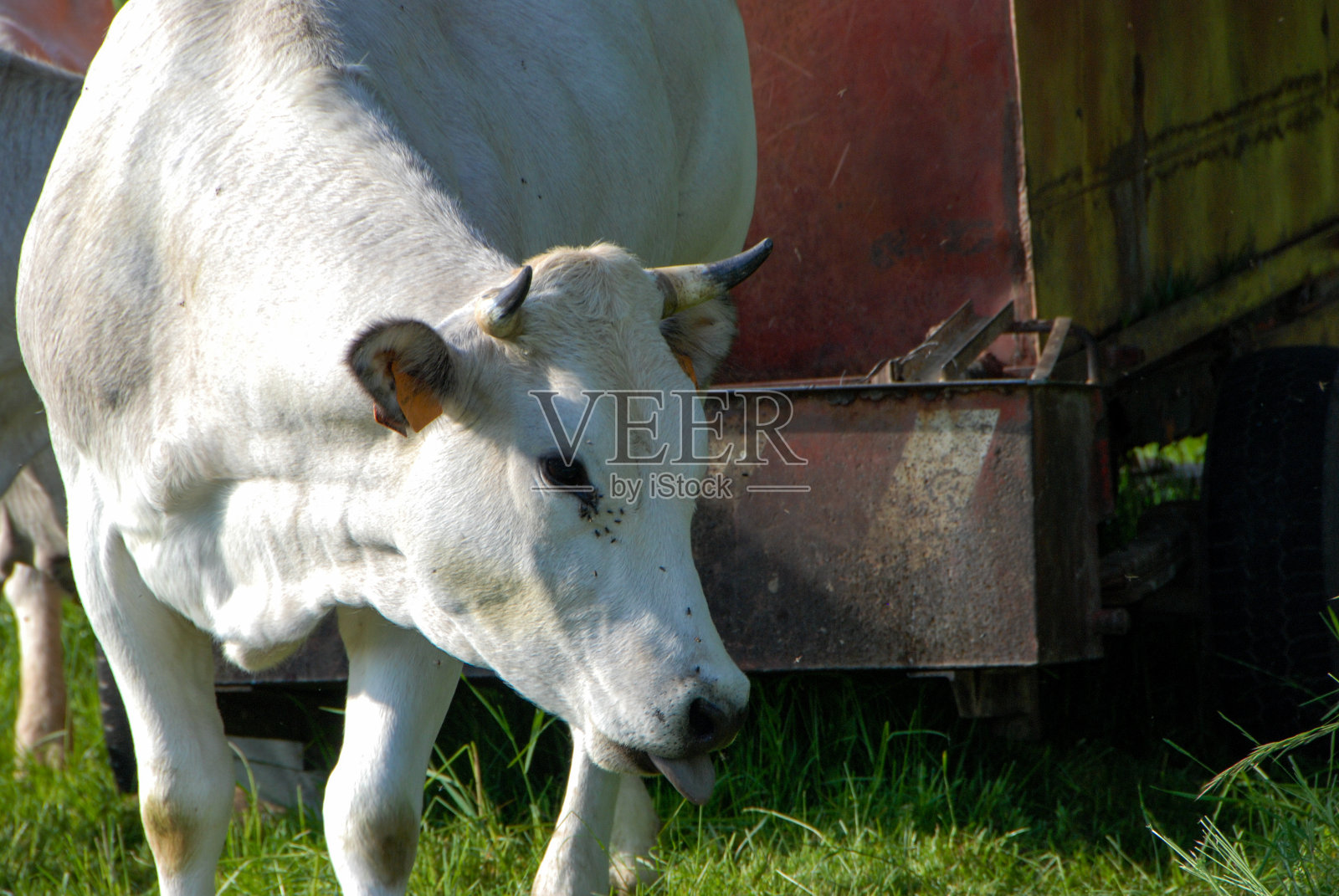奶牛吃草照片摄影图片