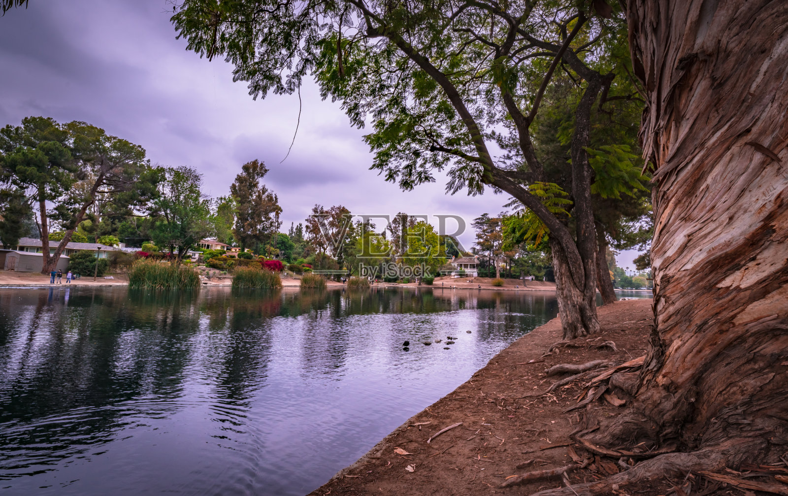 老树。照片摄影图片