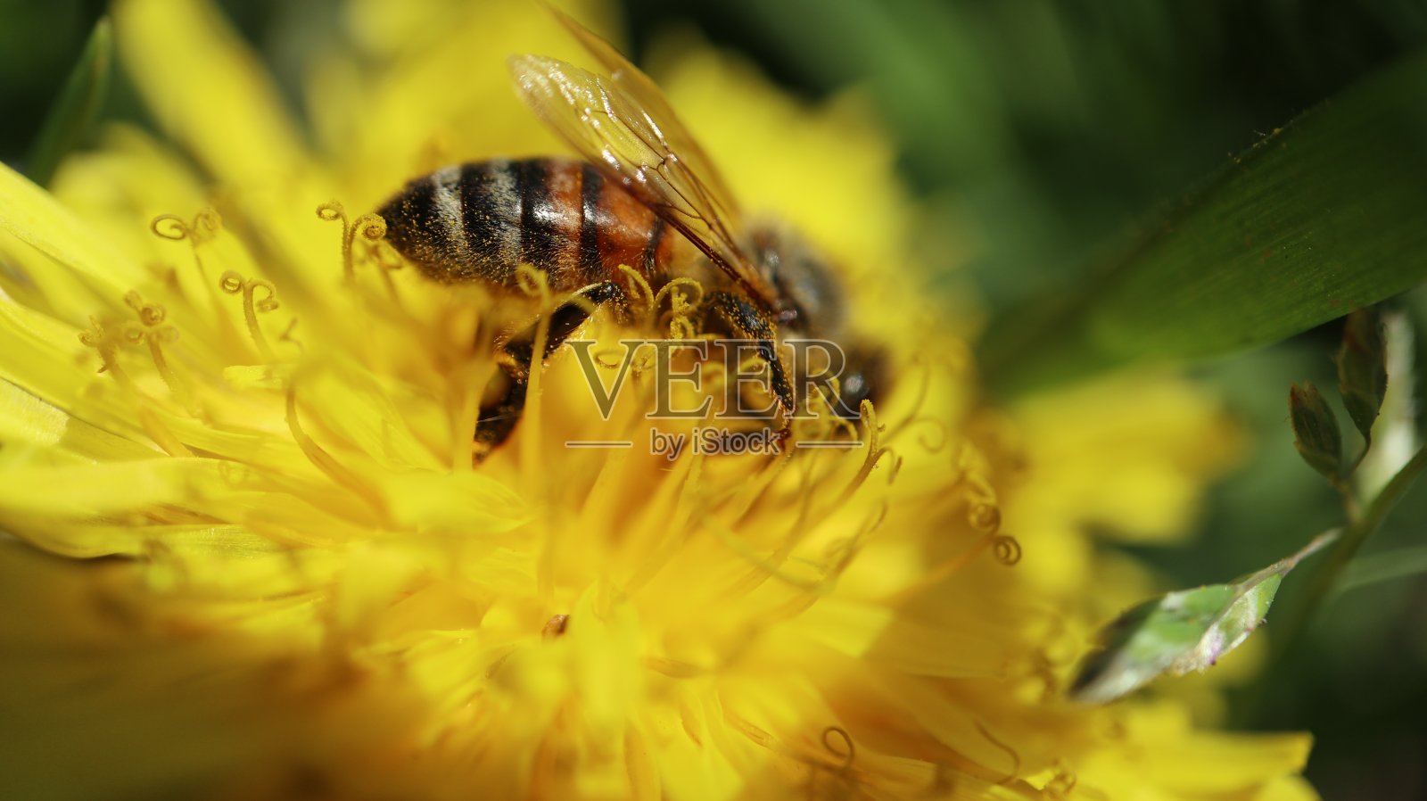 黄花上的蜜蜂照片摄影图片