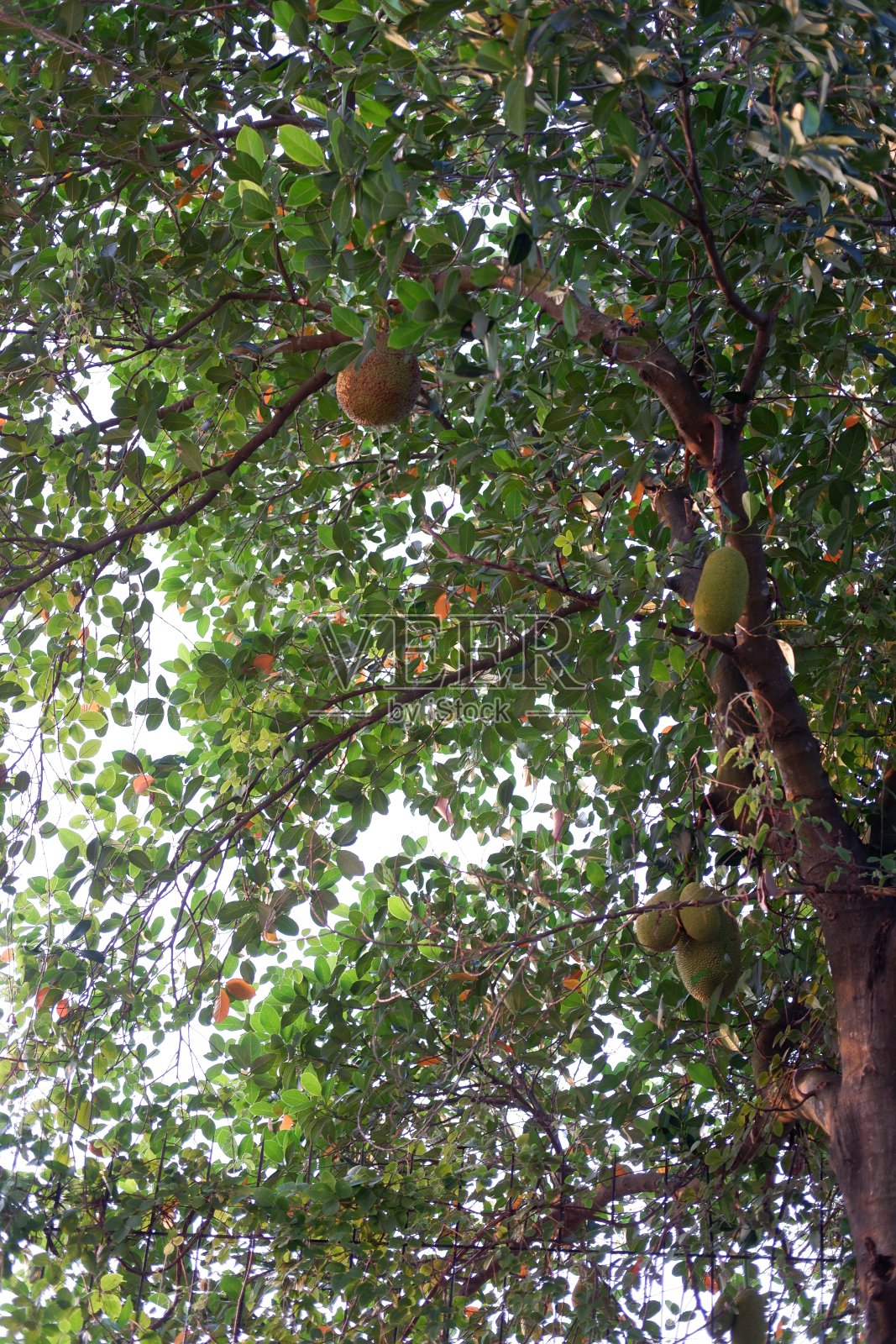 菠萝蜜树，泰国曼谷照片摄影图片