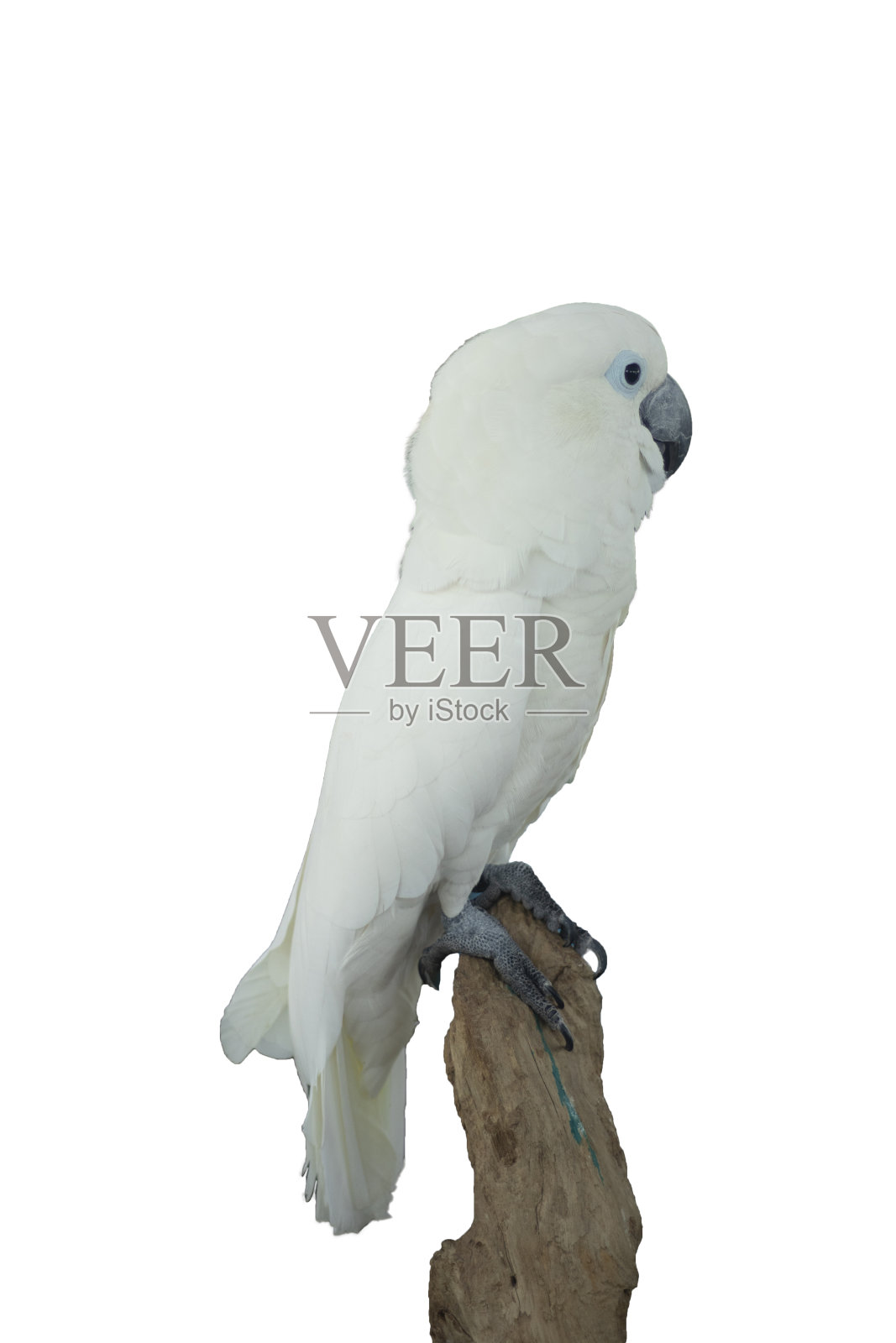 一只白鹦鹉栖息在树枝上照片摄影图片