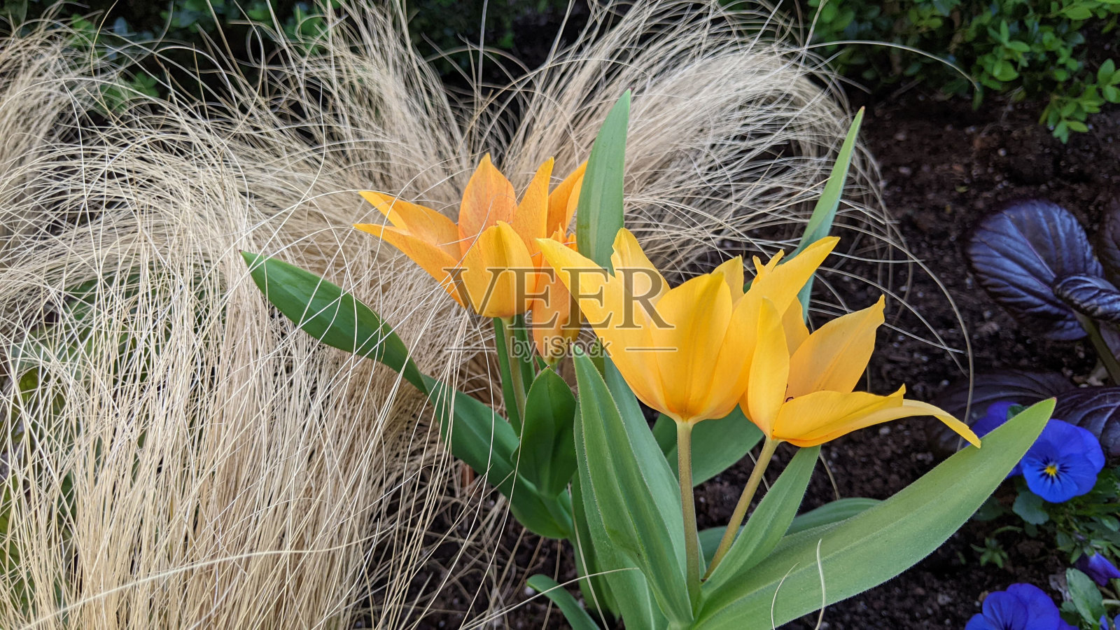 郁金香的光芒照片摄影图片