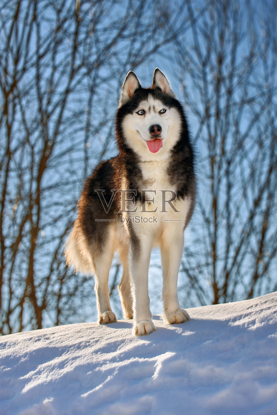 冬日清晨，哈士奇狗站在雪地上。前面viewnportrait照片摄影图片