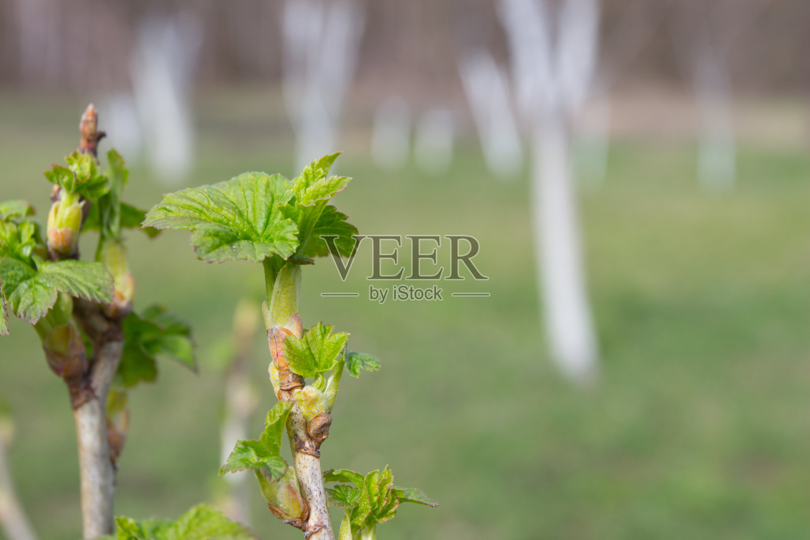 醋栗的灌木，有幼叶照片摄影图片