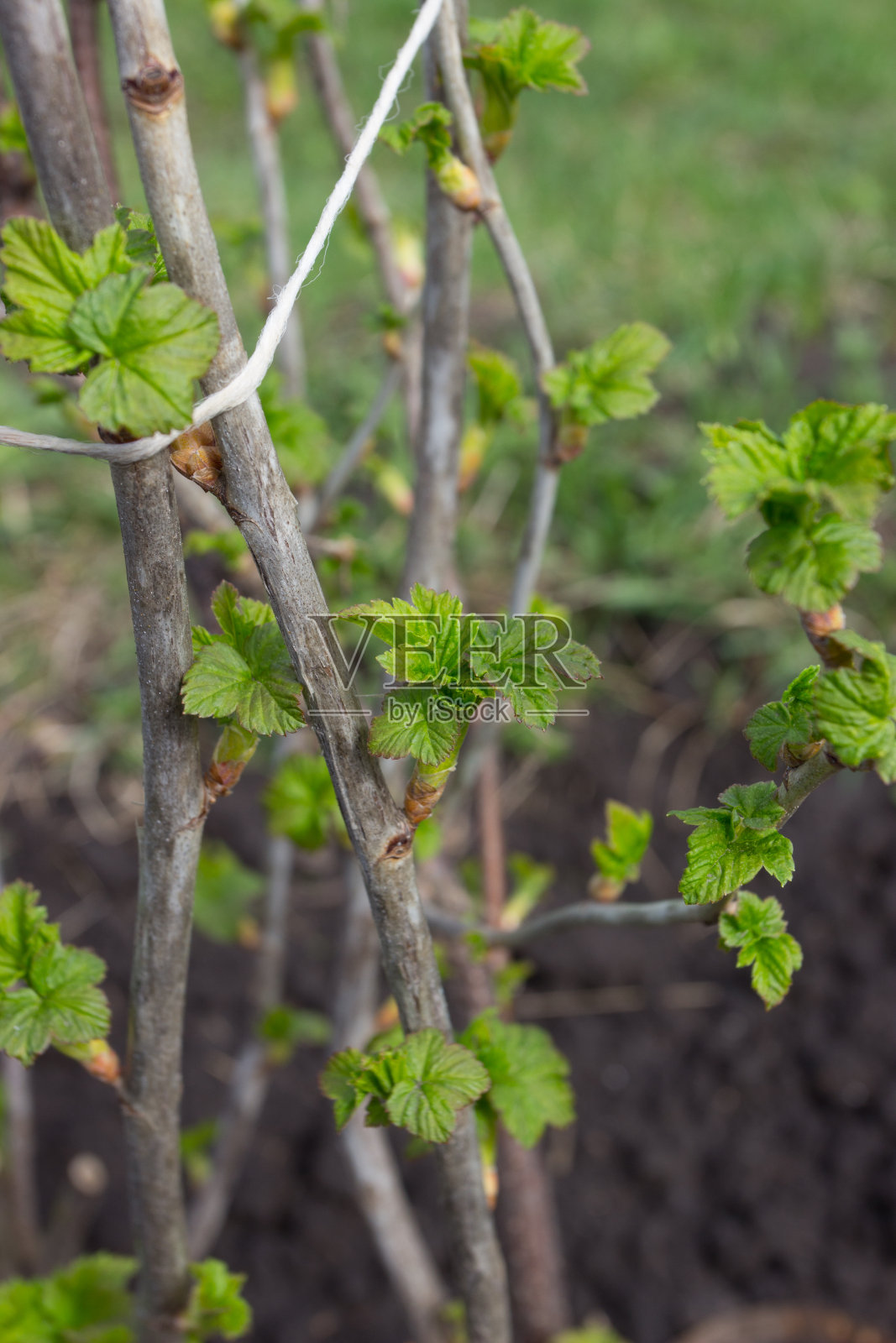 醋栗的灌木，有幼叶照片摄影图片