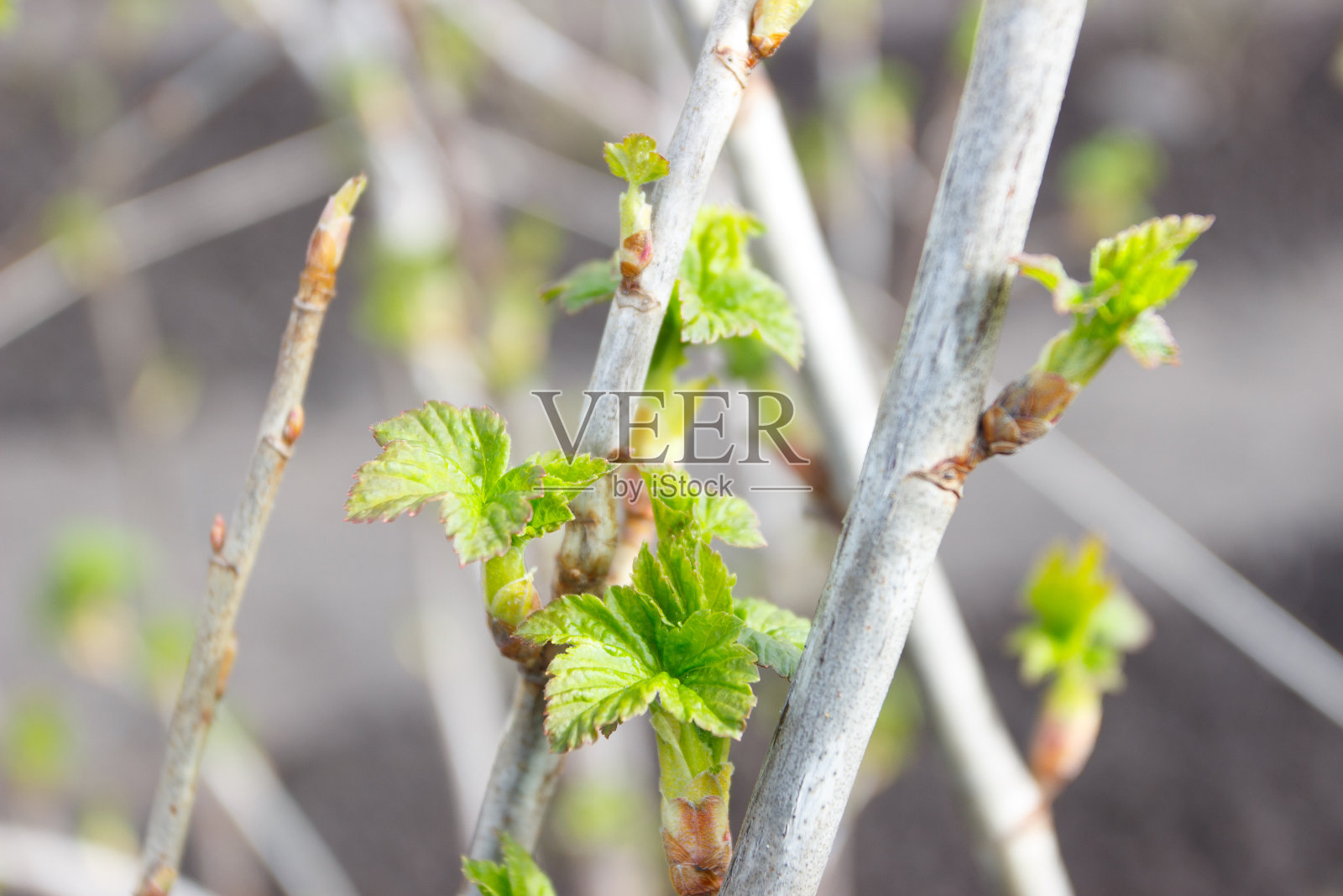 醋栗的灌木，有幼叶照片摄影图片