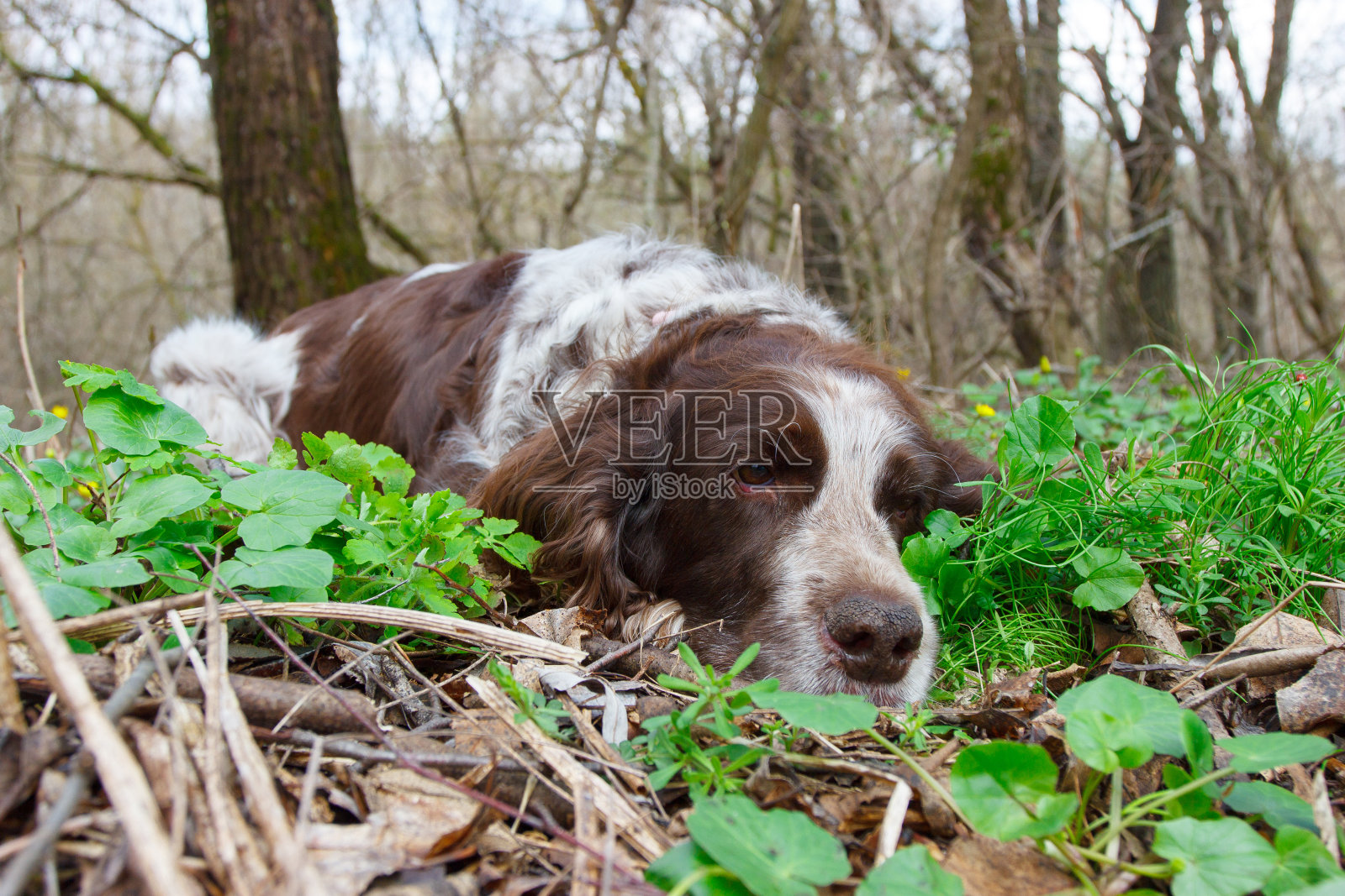 森林里的棕色斑点俄罗斯猎犬，模糊的背景照片摄影图片
