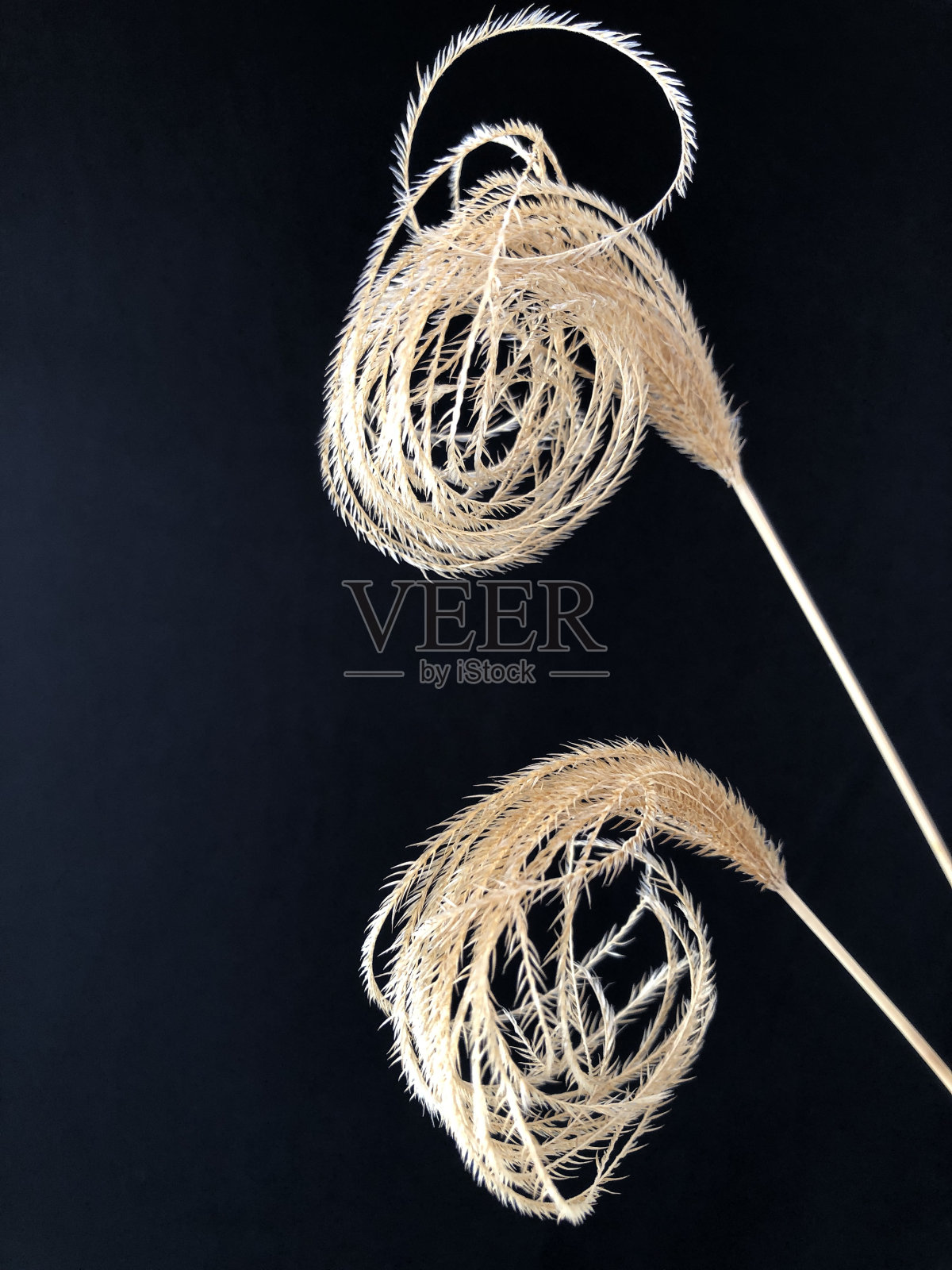 近距离观察田野里的原生草籽照片摄影图片