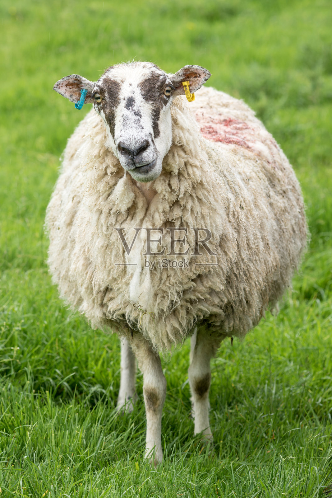 田野里的羊，英格兰，英国照片摄影图片