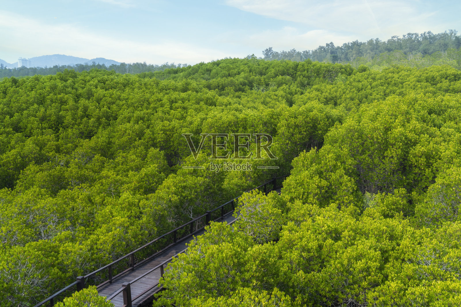 从空中拍摄的热带雨林中的红树林，泰国。照片摄影图片