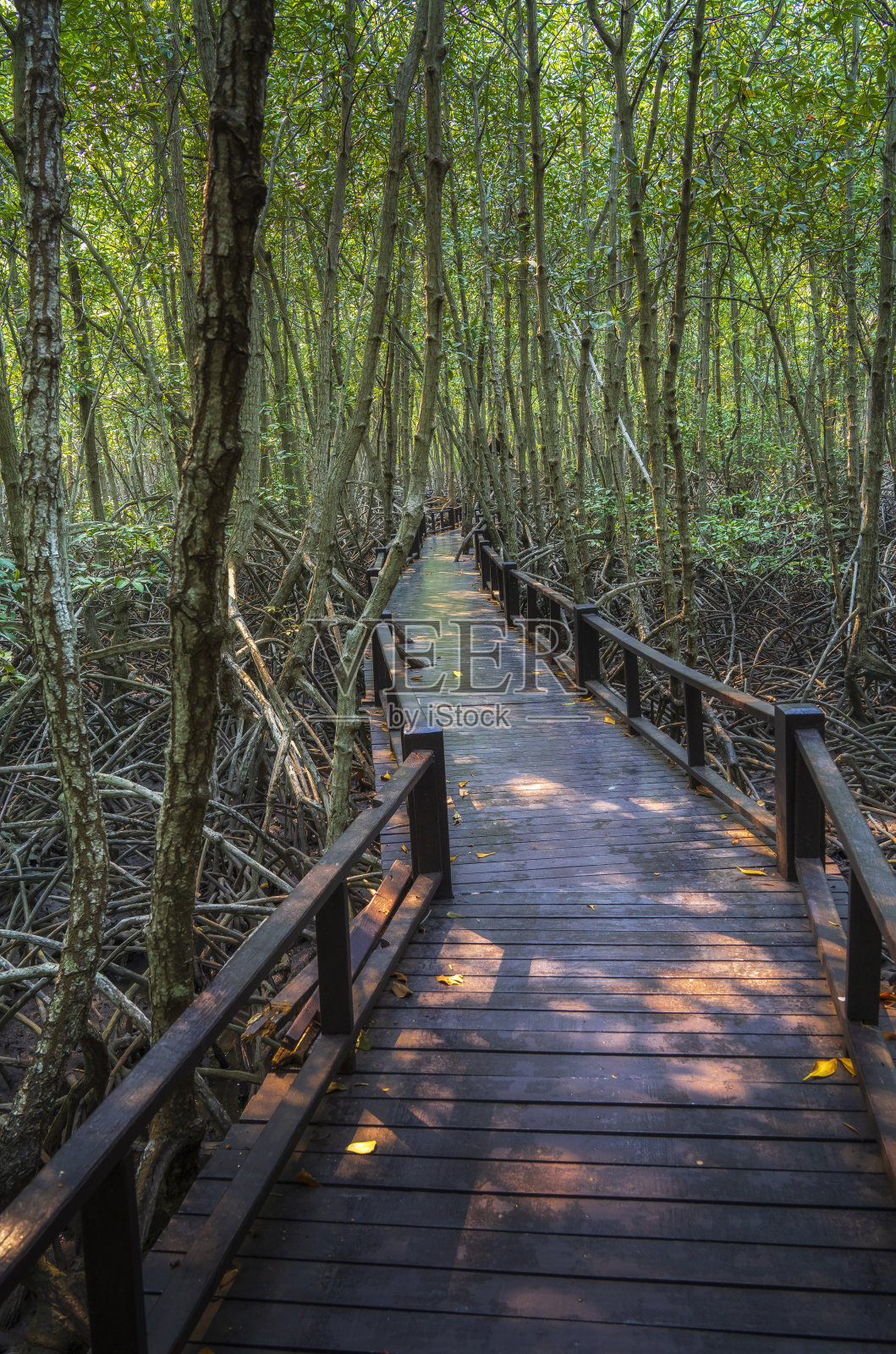 在红树林里的木桥步行道，泰国的Prachuap Khiri Khan。照片摄影图片