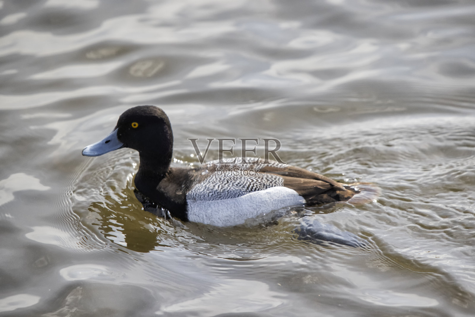 加拿大BC省本纳比湖的小龙虾鸭照片摄影图片