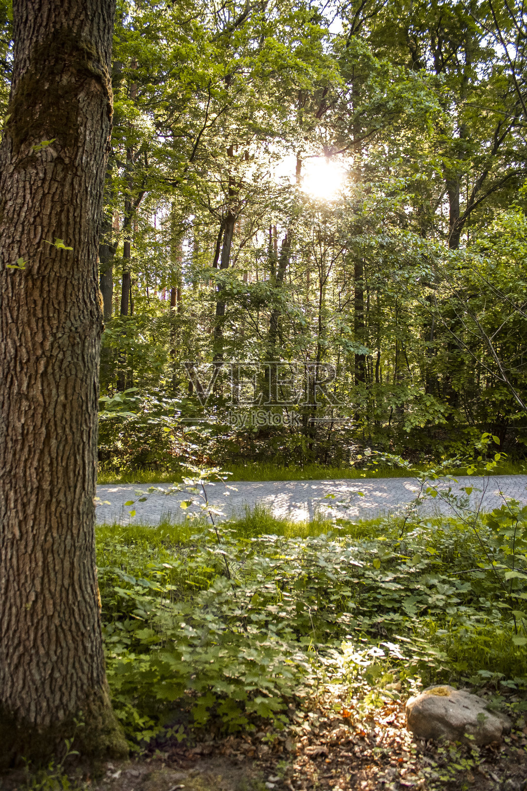 森林之路，阳光穿过树林照片摄影图片