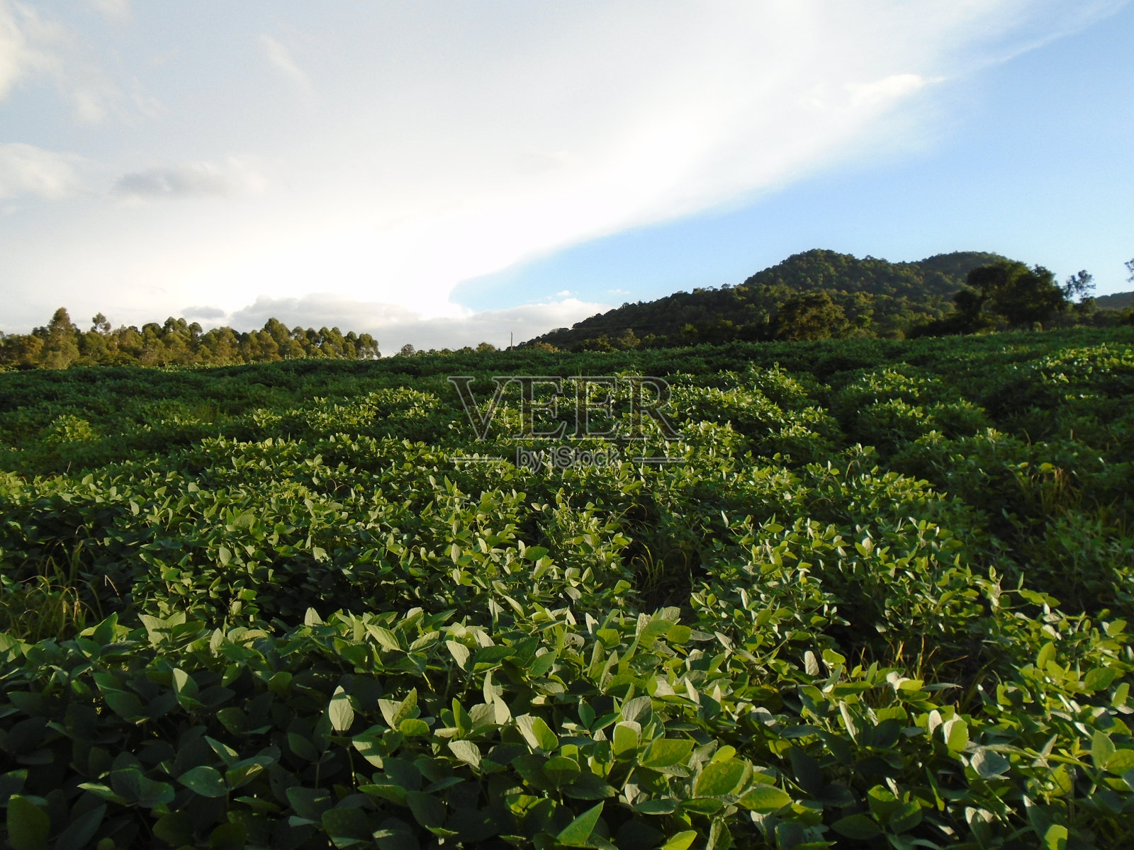 巴西南部的大豆种植园照片摄影图片