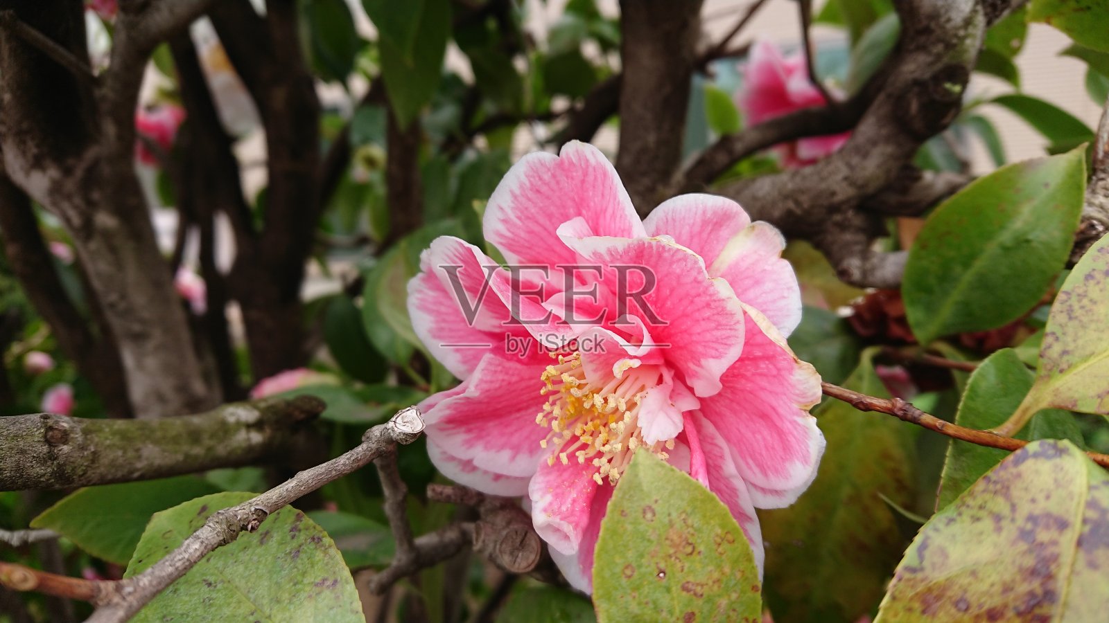 山茶花照片摄影图片