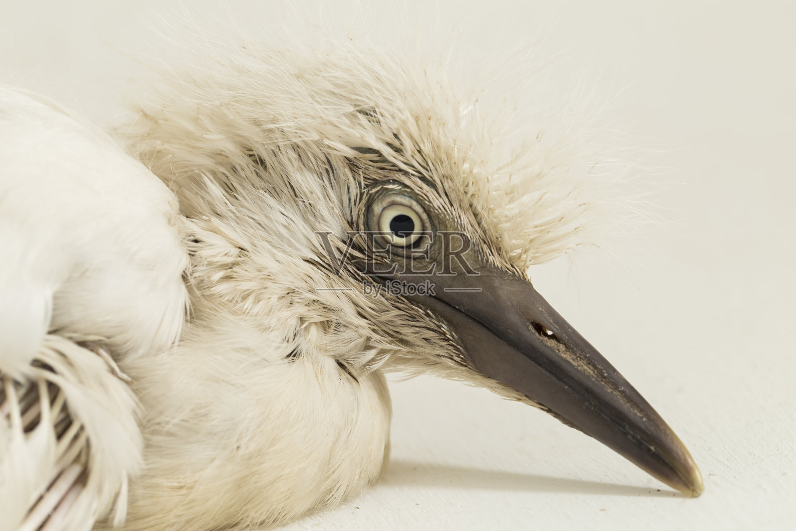 白色背景上的小白鹭照片摄影图片