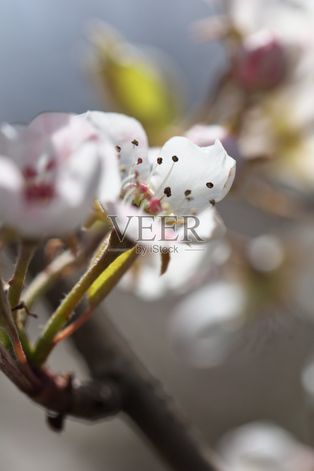 甜蜜的地方照片摄影图片