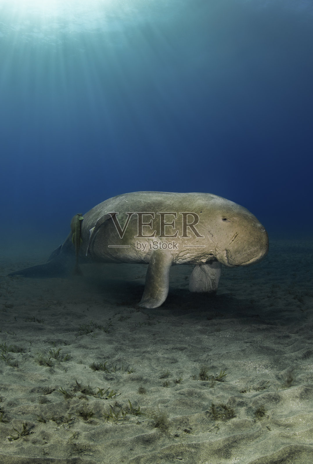 阳光下深海里的大型稀有雄性儒艮与潜水员照片摄影图片