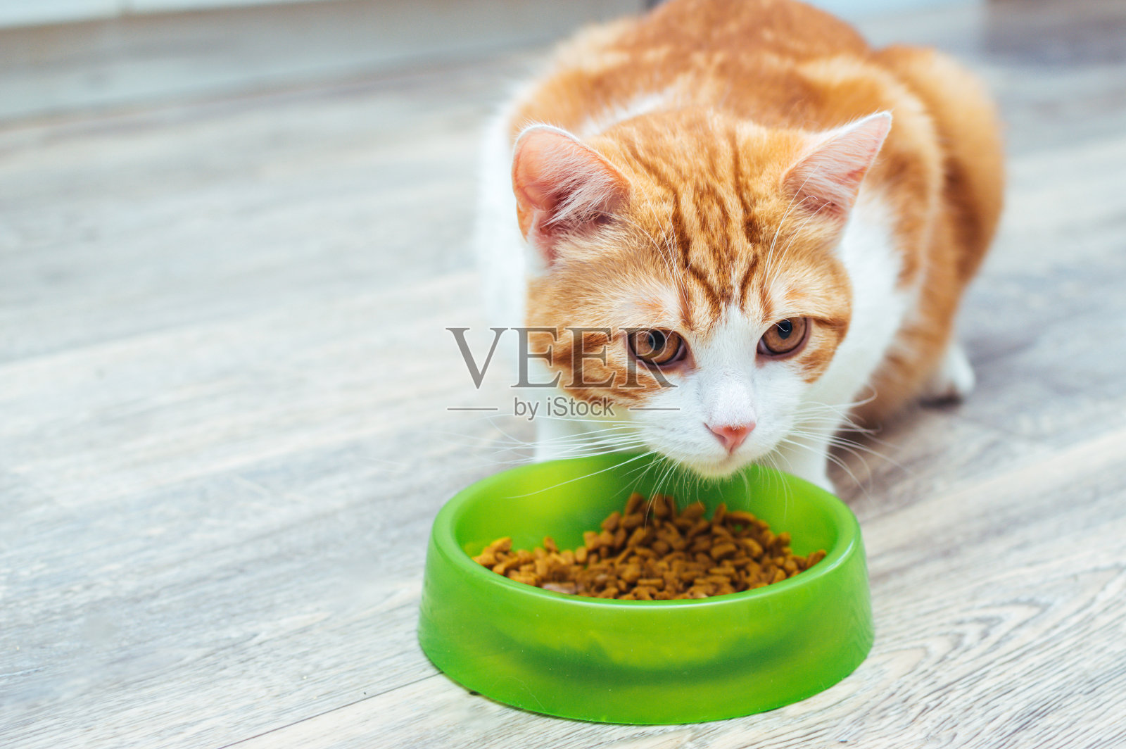 红猫吃地板上绿色碗里的干粮照片摄影图片