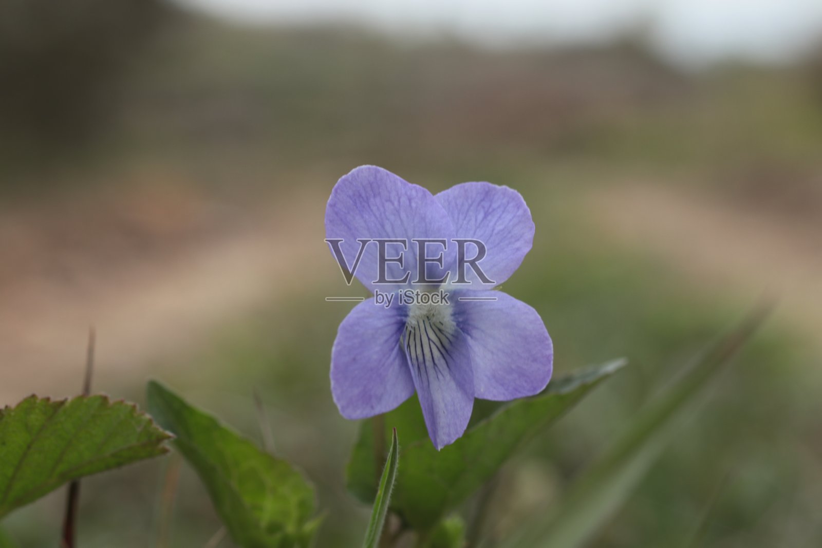 紫色野生紫罗兰微距照片照片摄影图片