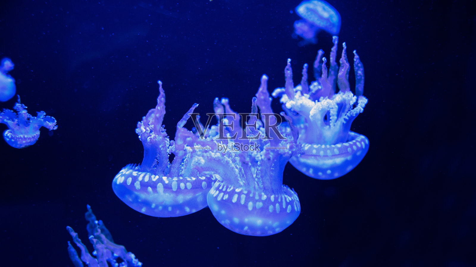 水母在水中。斑点礁湖水母mastigias巴布亚照片摄影图片