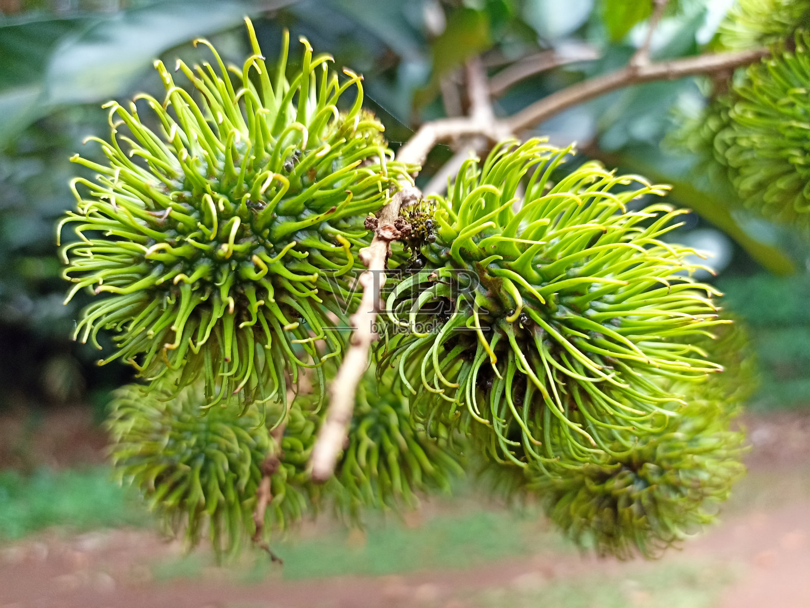 红毛丹果照片摄影图片