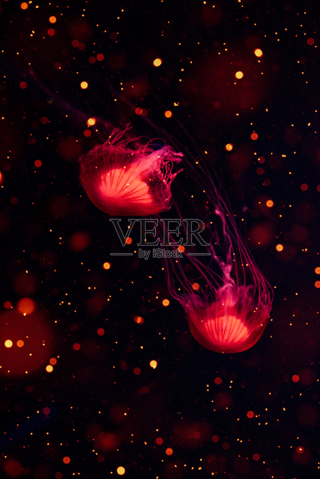 发光的红色水母在海底。日本海荨麻漂浮在深水。照片摄影图片