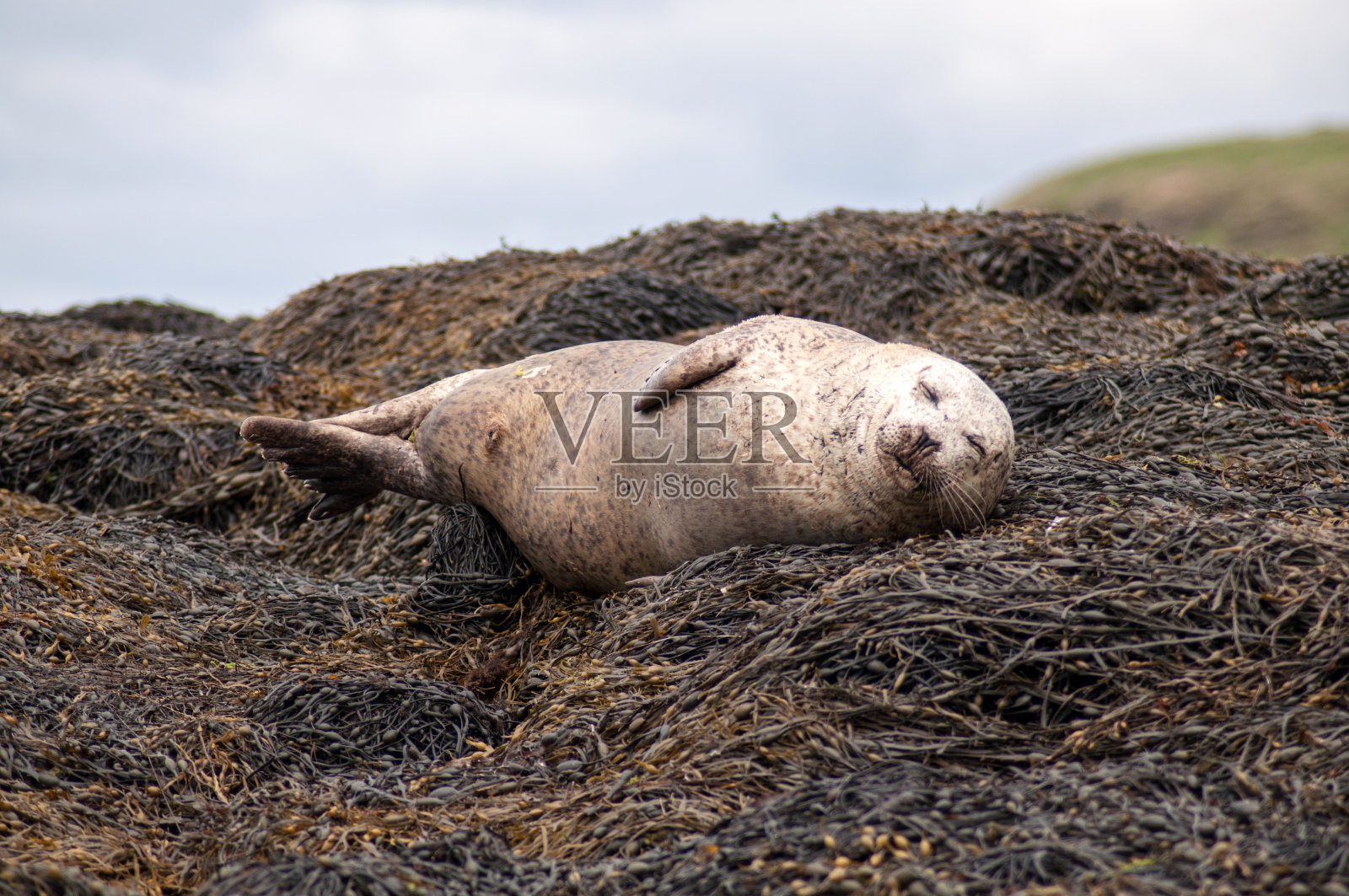 在苏格兰海岸休息的海豹照片摄影图片