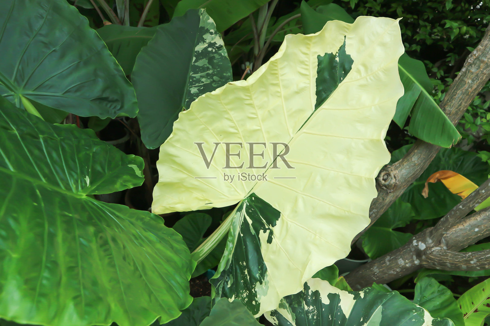 观音莲、海芋或三色观音莲照片摄影图片