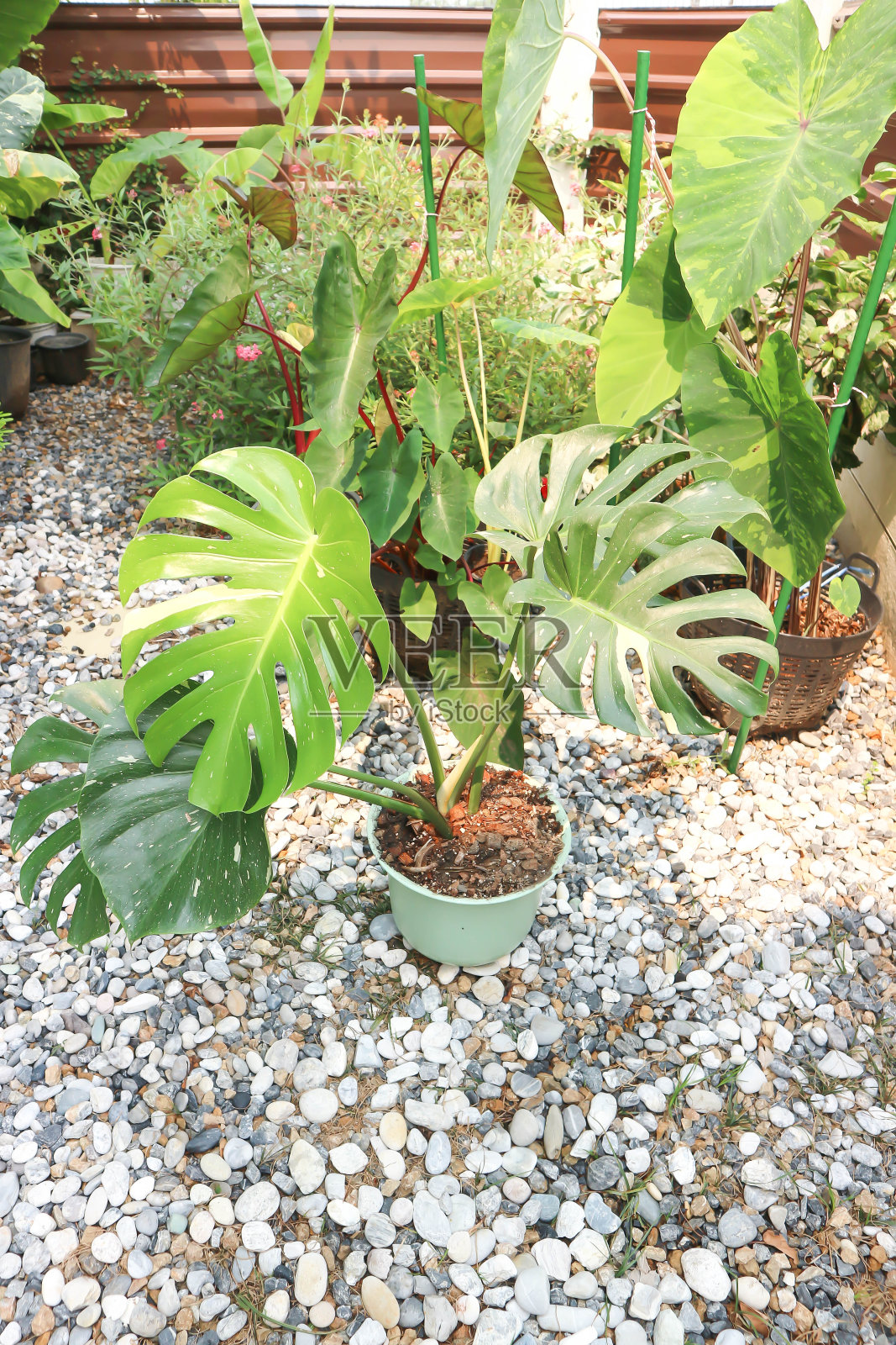 泰国星点龟背竹或龟背竹、飓风植物或瑞士奶酪或双色照片摄影图片