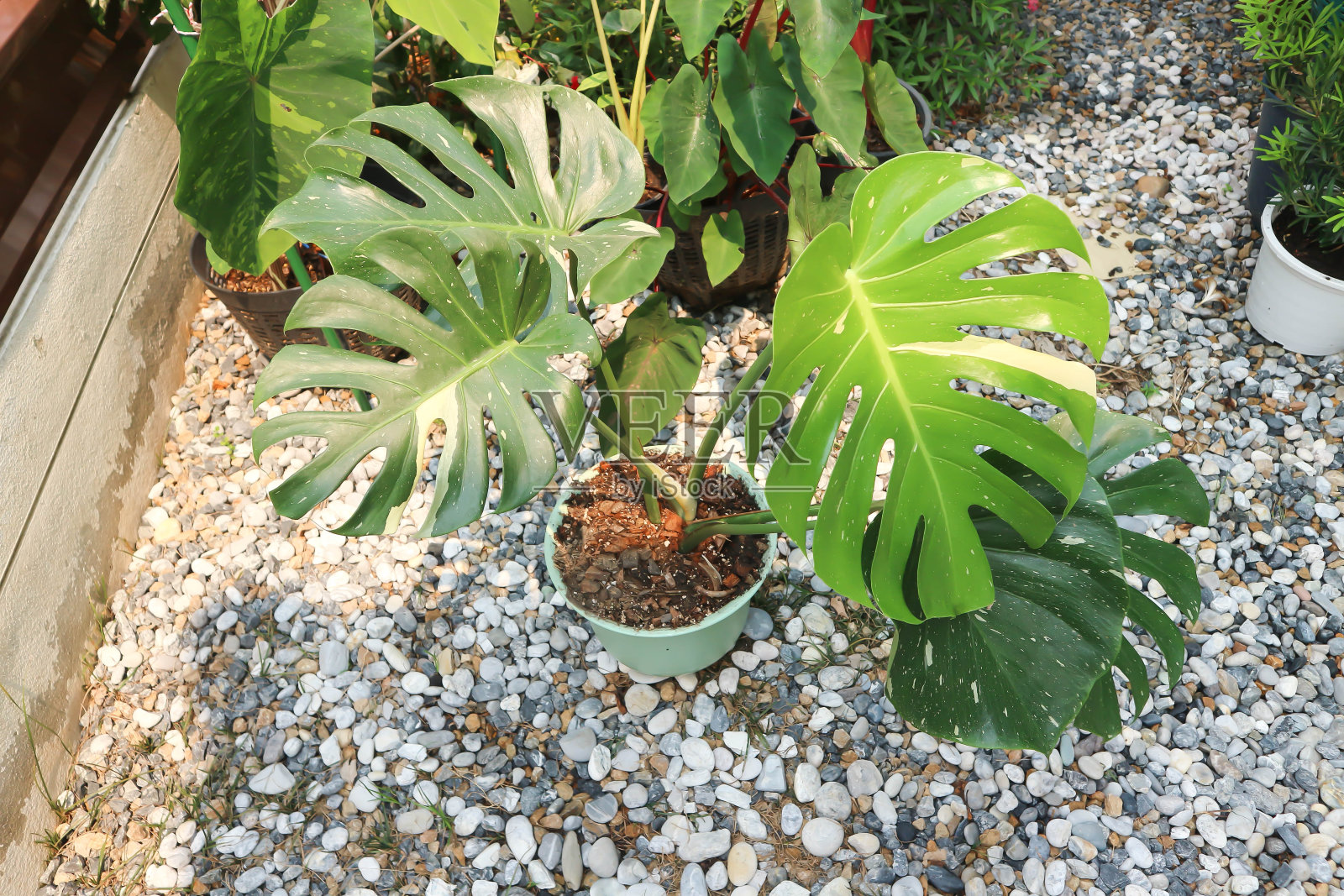 泰国星点龟背竹或龟背竹、飓风植物或瑞士奶酪或双色照片摄影图片