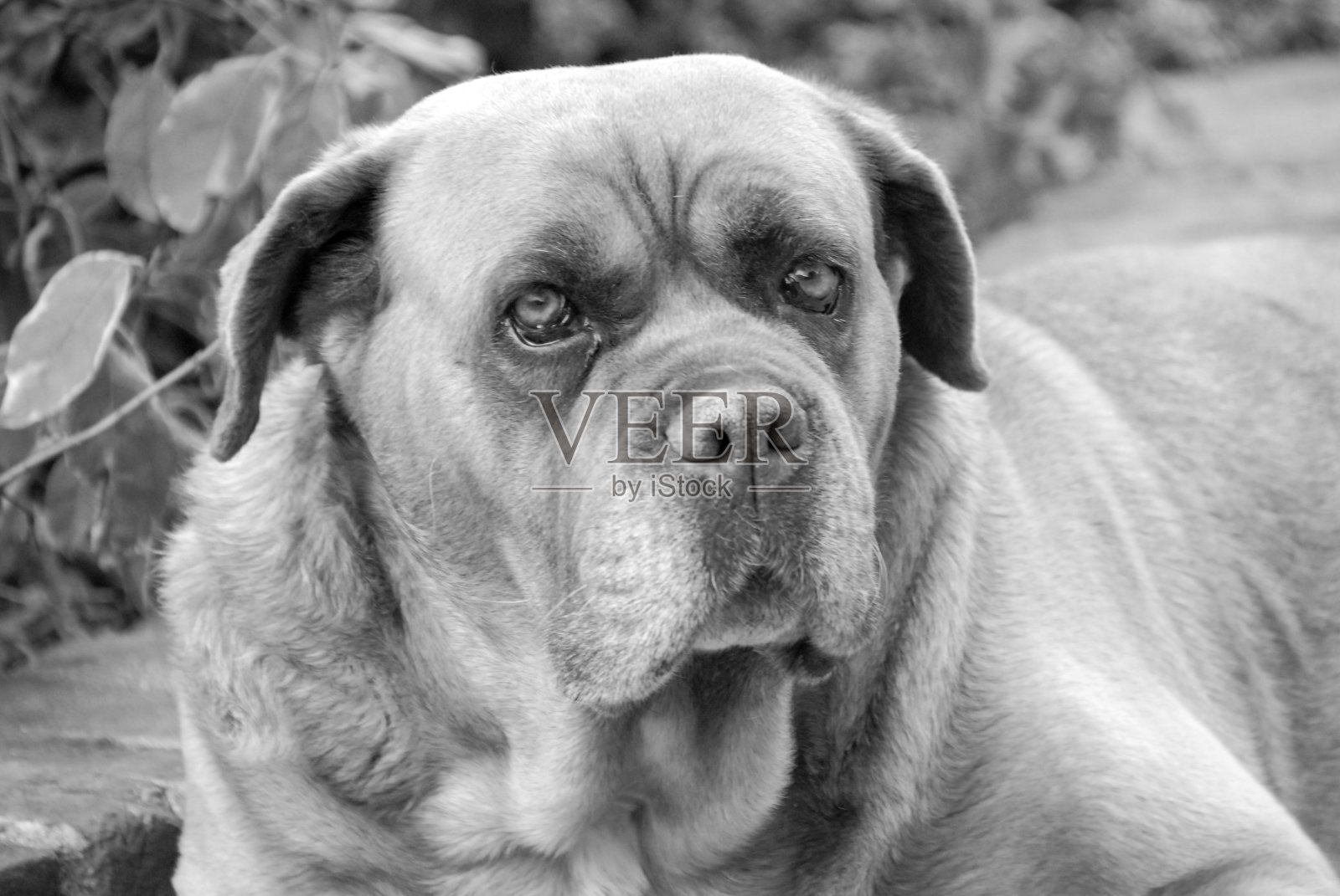 一只科西嘉狗在休息照片摄影图片