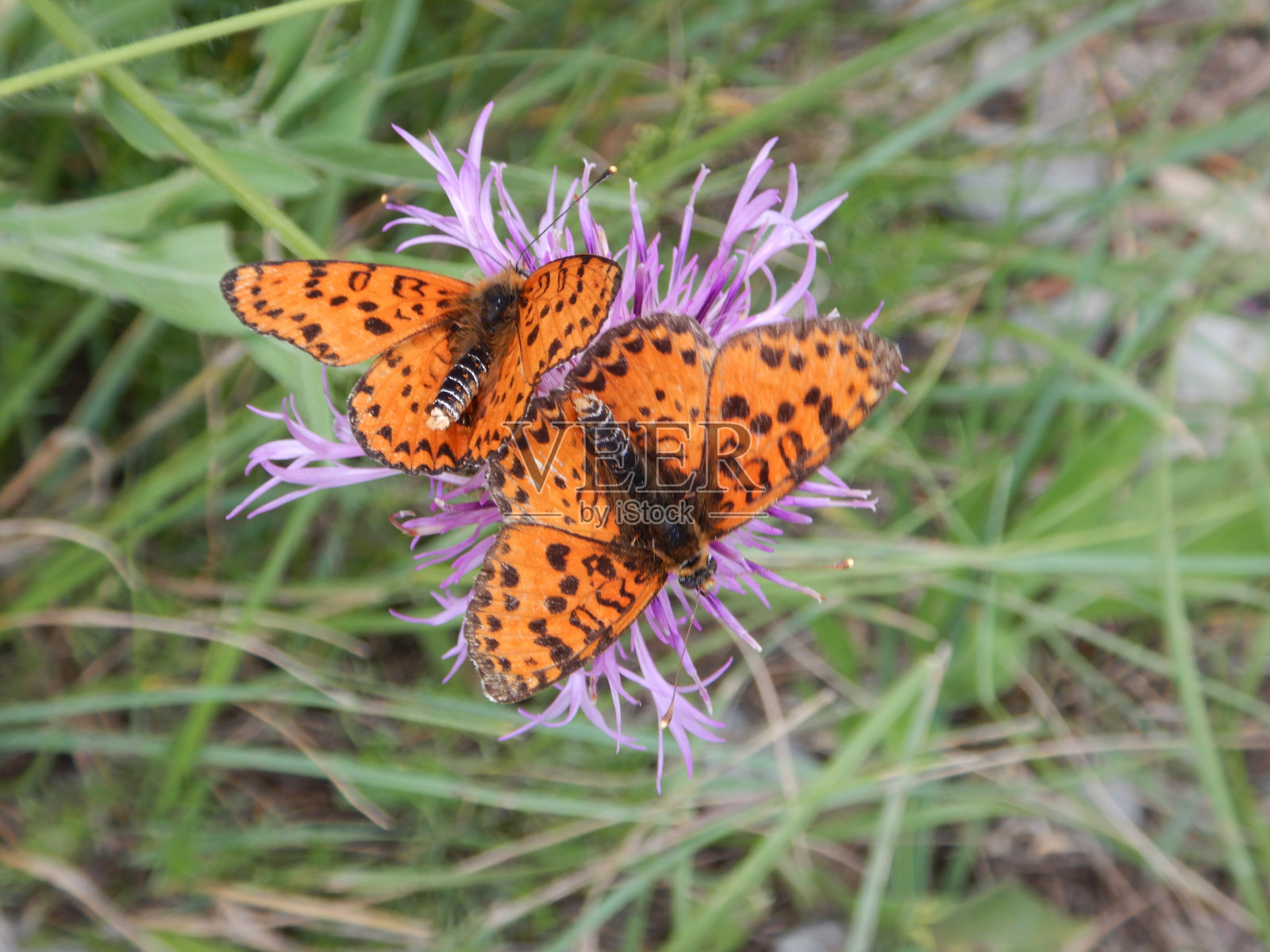 罗切塔涅尔维纳(Rocchetta Nervina)的一条小路上，花朵上的蝴蝶照片摄影图片