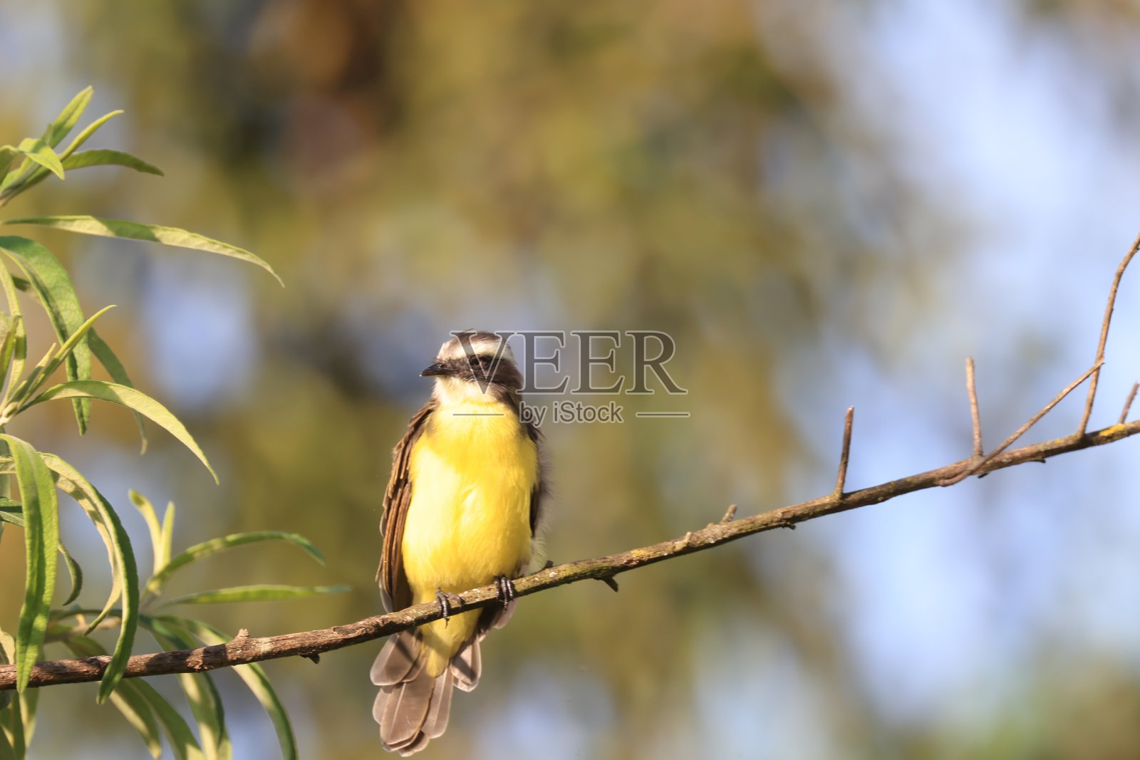 巴西鸟类-我看到你了照片摄影图片