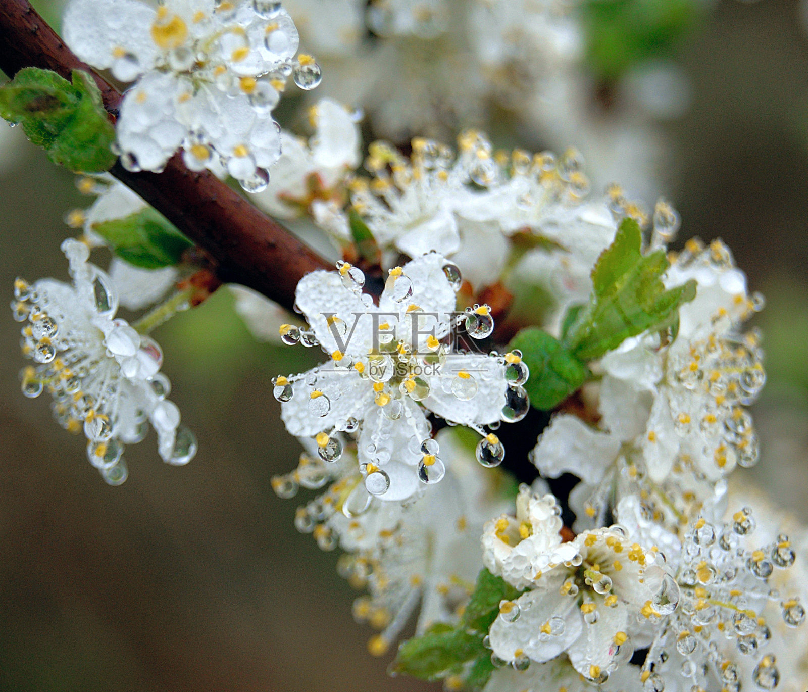 有露珠的开花树，特写照片摄影图片