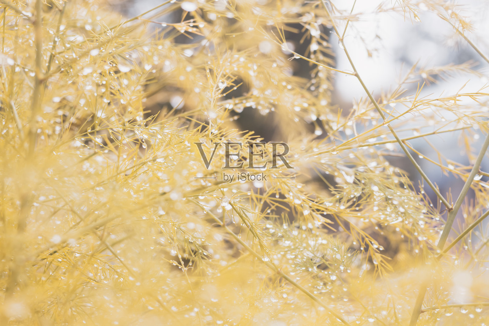 秋雨落在泛黄的植物叶子上，秋天多雨的天气里，自然泛黄，橙黄米色的水珠在水珠、露珠的阴影中摇曳照片摄影图片