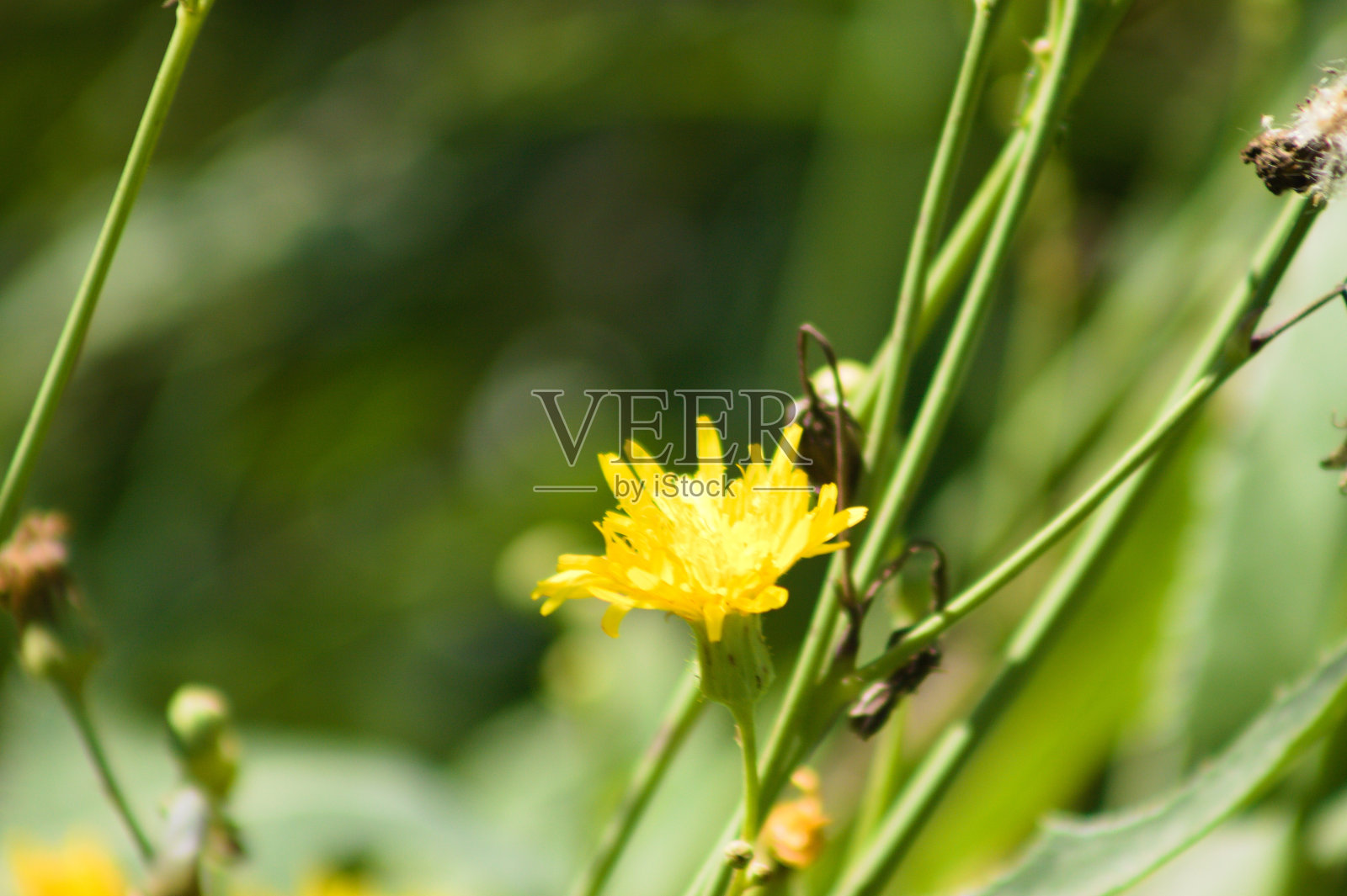 多年生苦菜花的特写与绿色模糊的植物在背景上照片摄影图片