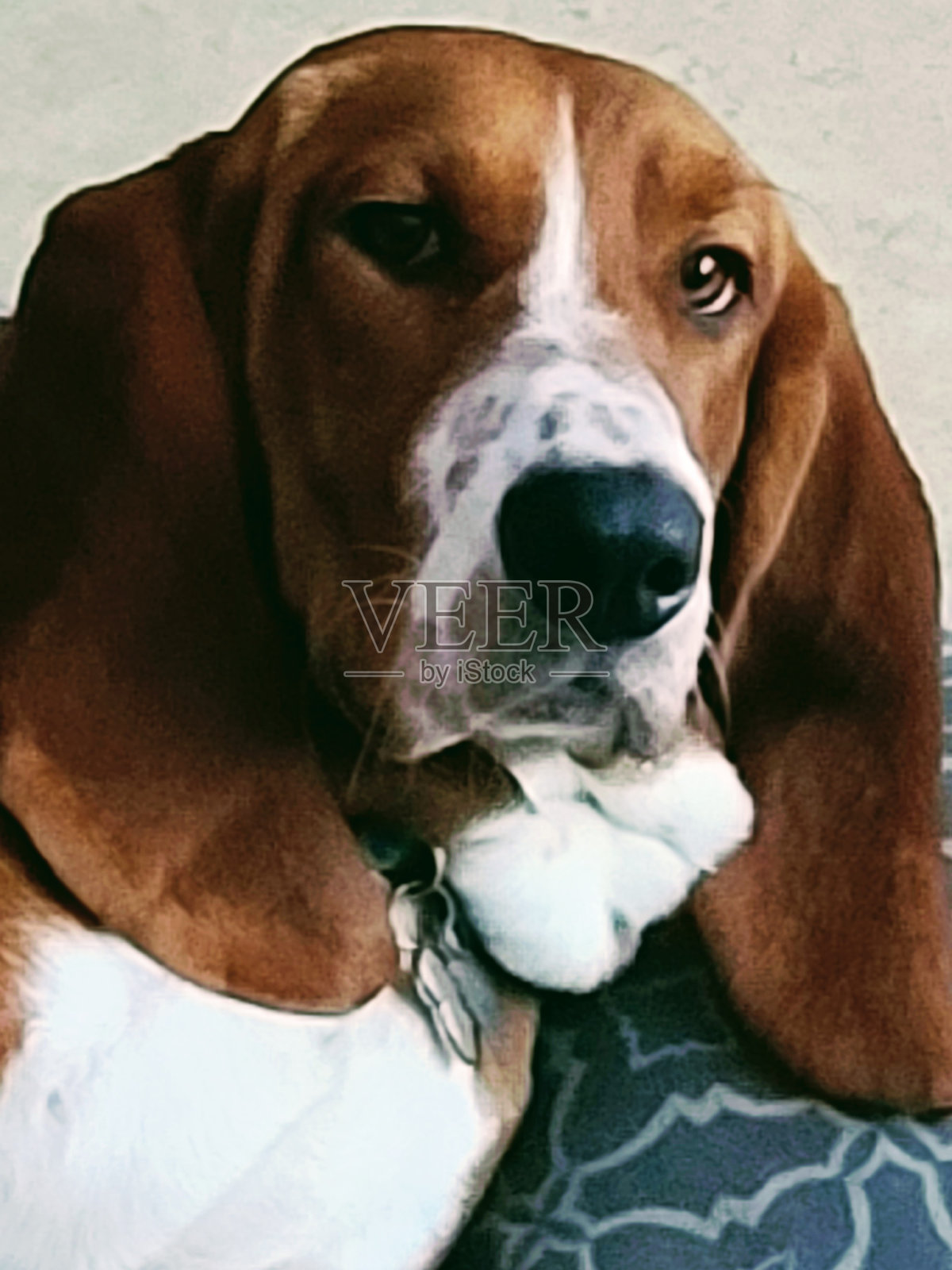 巴塞特猎犬照片摄影图片