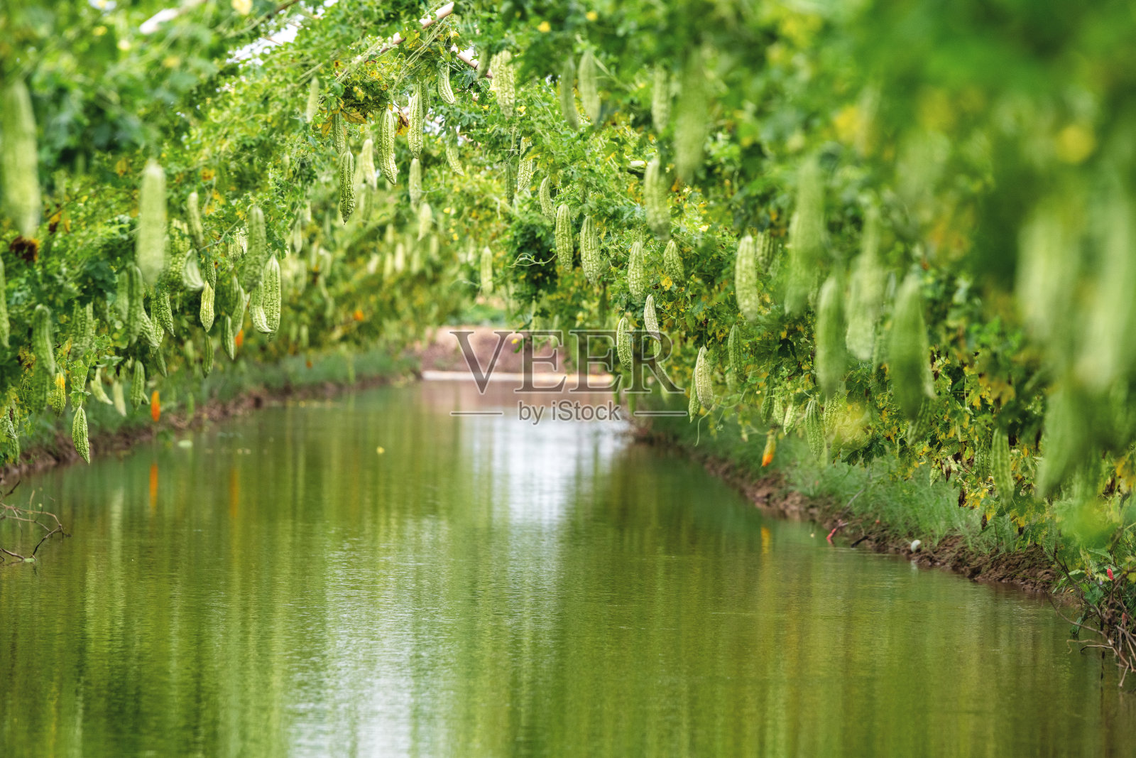 大苦瓜或苦黄瓜挂在一个农场的木栅栏在阳光。绿色背景图片照片摄影图片