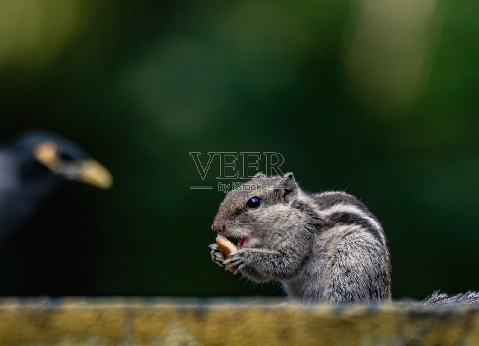 森林里的松鼠照片摄影图片