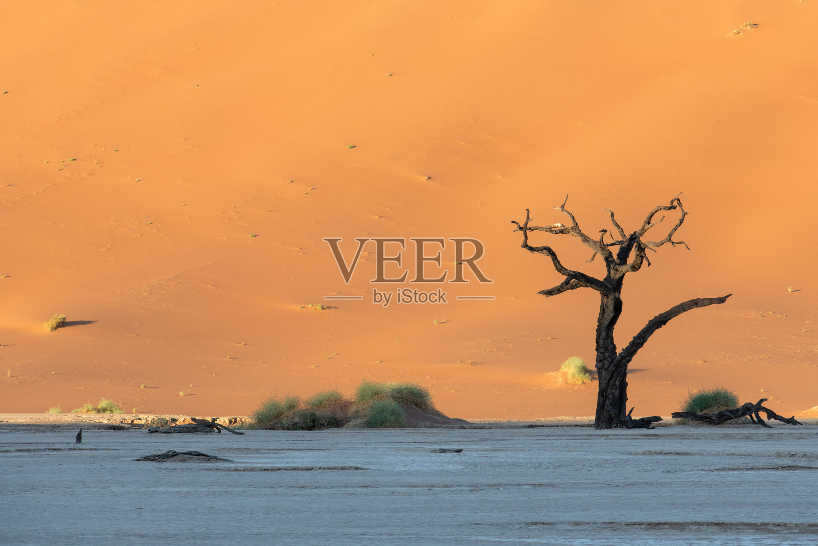 纳米比亚，纳米布沙漠，死洋槐照片摄影图片