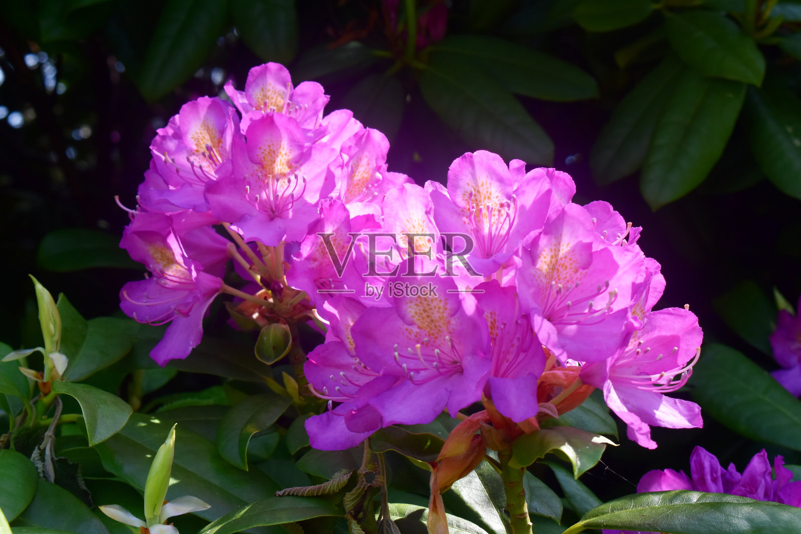 美丽的，明亮的紫色杜鹃花在阳光明媚的日子里盛开着绿叶，在英国的春天的花园里。自然背景。照片摄影图片