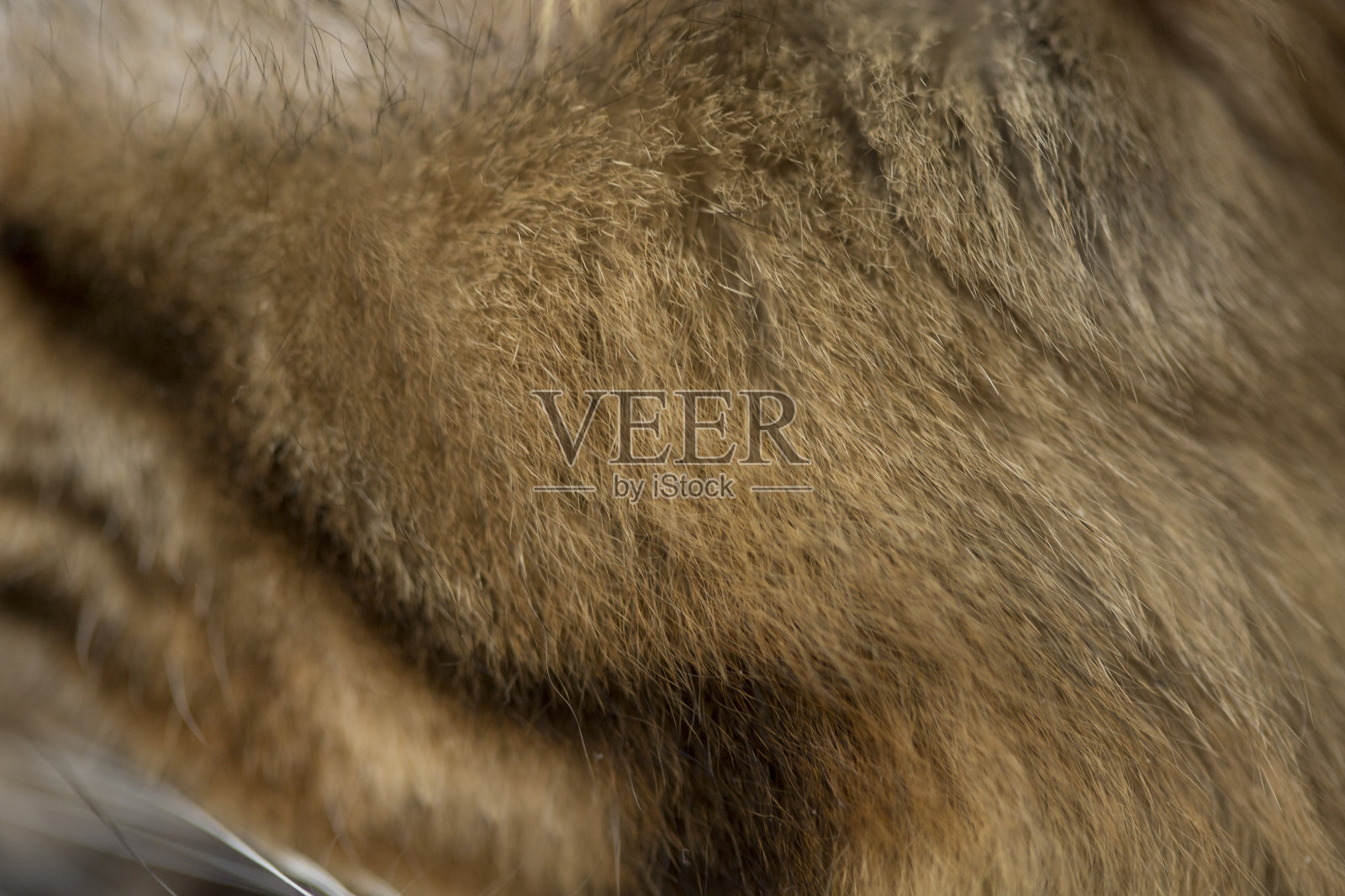 猫的皮毛纹理或背景。微距镜头。照片摄影图片